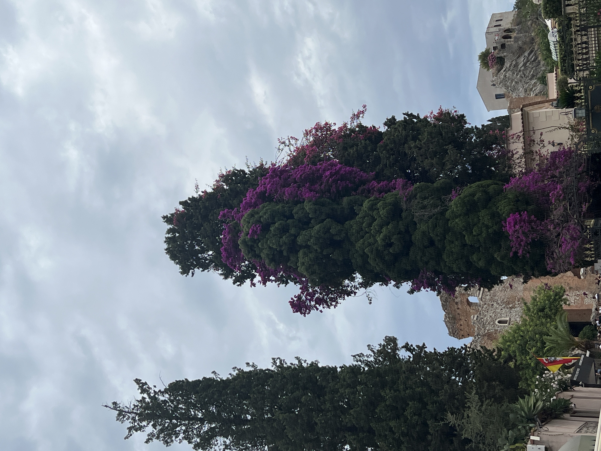 The image, captured in Taormina, Italy, shows a view looking upwards towards a cloudy sky, framed by tall, dark green trees on either side. The tree on the left is slender and predominantly green, while the tree in the center is wider and heavily adorned with vibrant purple flowers, possibly bougainvillea, which cascade down its sides and are interspersed with its foliage. Partially visible behind the trees on the left is a section of ancient stone ruins, appearing weathered and aged, with a visible archway or opening. Further in the background and to the right, a white building with arched windows sits atop a rocky outcrop, suggesting a hilltop structure. In the foreground, the tops of potted plants and decorative metal fencing are visible, hinting at a garden or terrace area. The overall atmosphere is somewhat overcast, with the clouds dominating the upper portion of the frame.