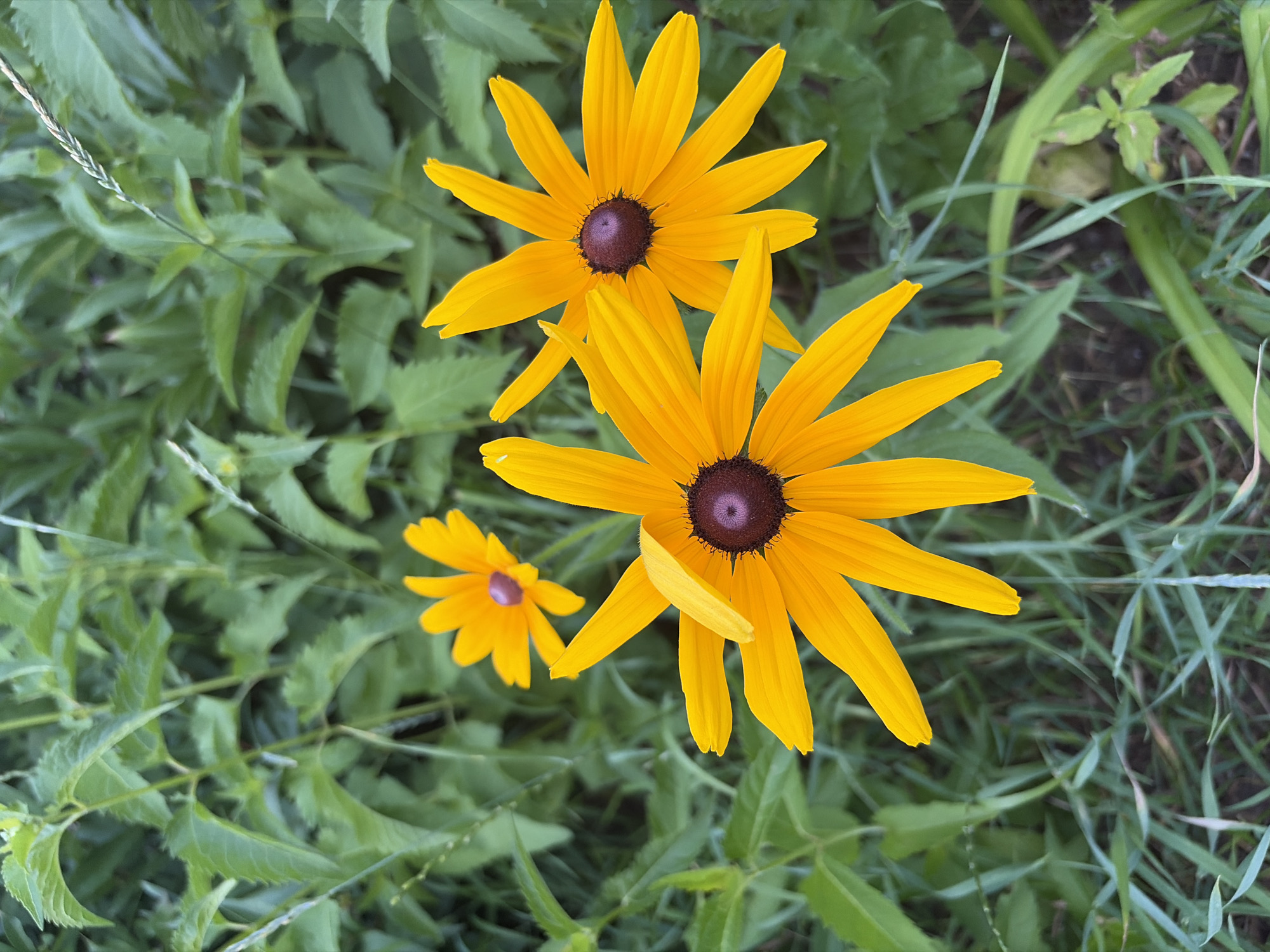 Three Black-eyed Susans are in full bloom against a backdrop of lush green foliage. The flowers have bright yellow petals radiating from dark brown centers. One flower is slightly out of focus in the upper left quadrant, another is in the center, and the largest and most detailed is in the lower right. The surrounding vegetation consists of various green leaves and blades of grass, suggesting a natural outdoor setting. There is no indication of the specific location within Chernihiv, Ukraine, as the image lacks any recognizable landmarks or identifying features. The scene is static, with no people or actions depicted.