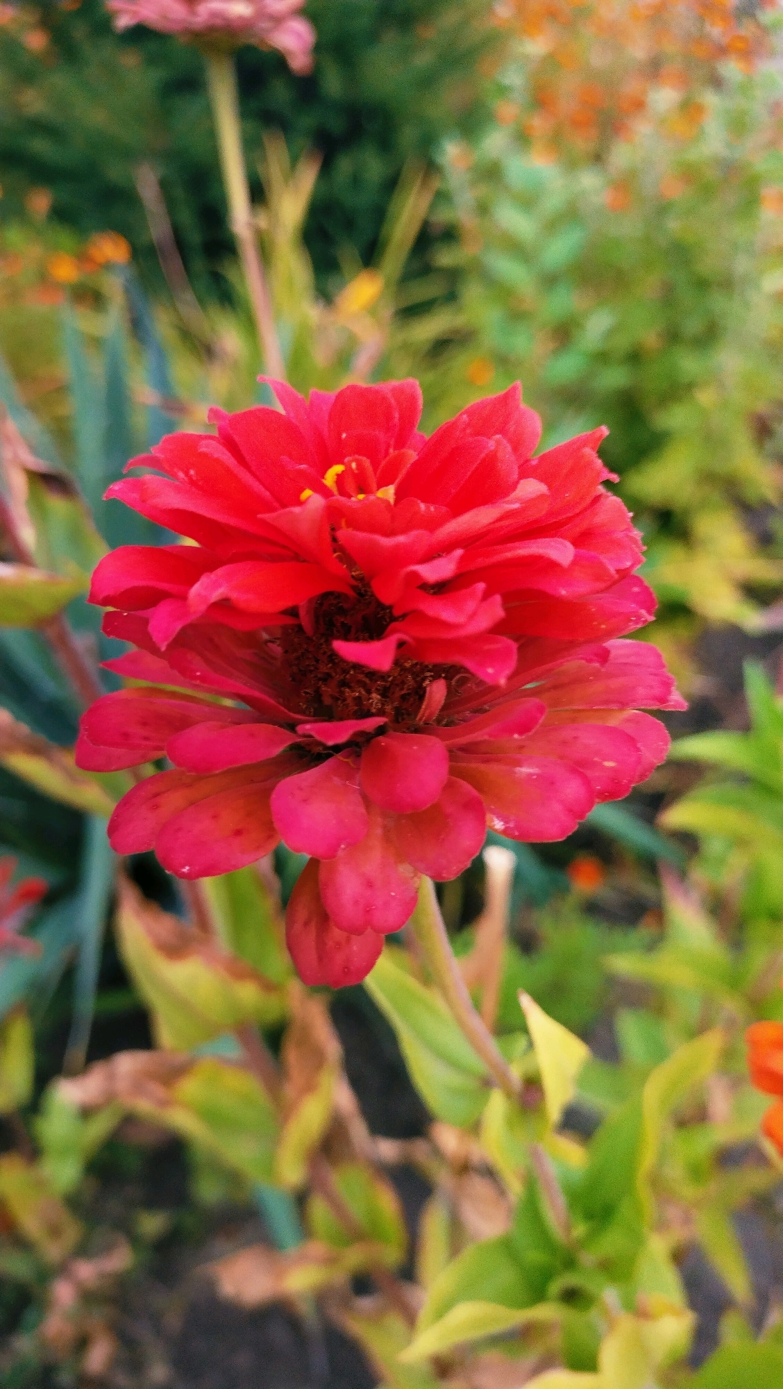 A close-up, vertical shot captures a vibrant red Zinnia flower in bloom, centrally positioned within a garden setting. The flower's petals, ranging from a bright red at the top to a deeper pinkish-red towards the base, are densely layered and exhibit a slightly dewy appearance. A hint of yellow is visible in the center of the bloom. The background is softly blurred, showcasing various green and yellow foliage, with hints of orange flowers further in the distance. The overall impression is one of natural beauty in an outdoor environment, likely a garden or park in Horishni Plavni, Ukraine, given the context. No people or specific structures are visible.