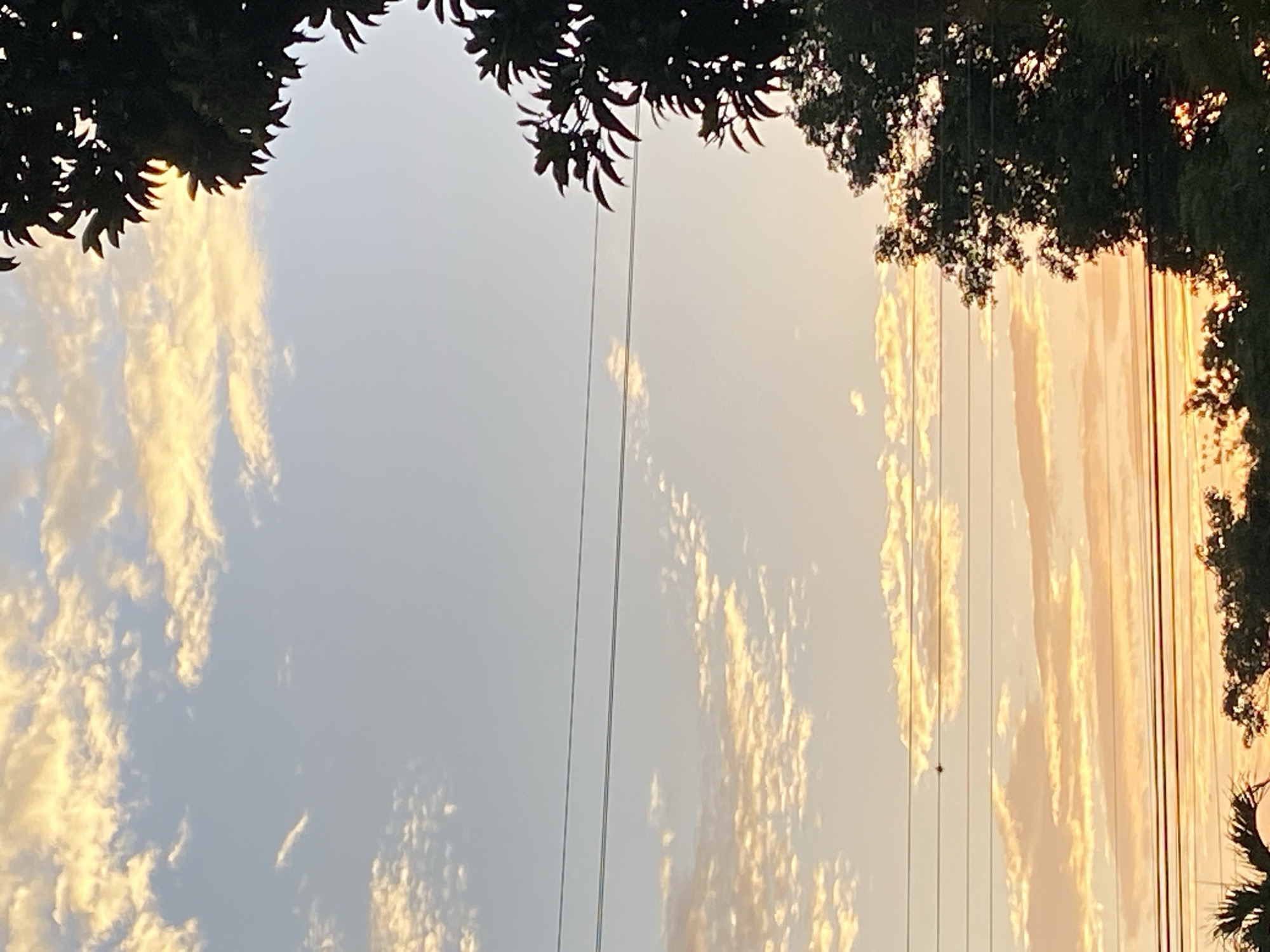 This image, likely taken in Tinaquillo, Venezuela, presents an upward view framed by tree foliage at the top. The sky is predominantly visible, showcasing a mix of light blue and golden hues, suggesting either sunrise or sunset. Scattered clouds are present, reflecting the golden light. Several electrical wires run vertically across the frame. The overall scene conveys a sense of calm and natural beauty juxtaposed with urban infrastructure.