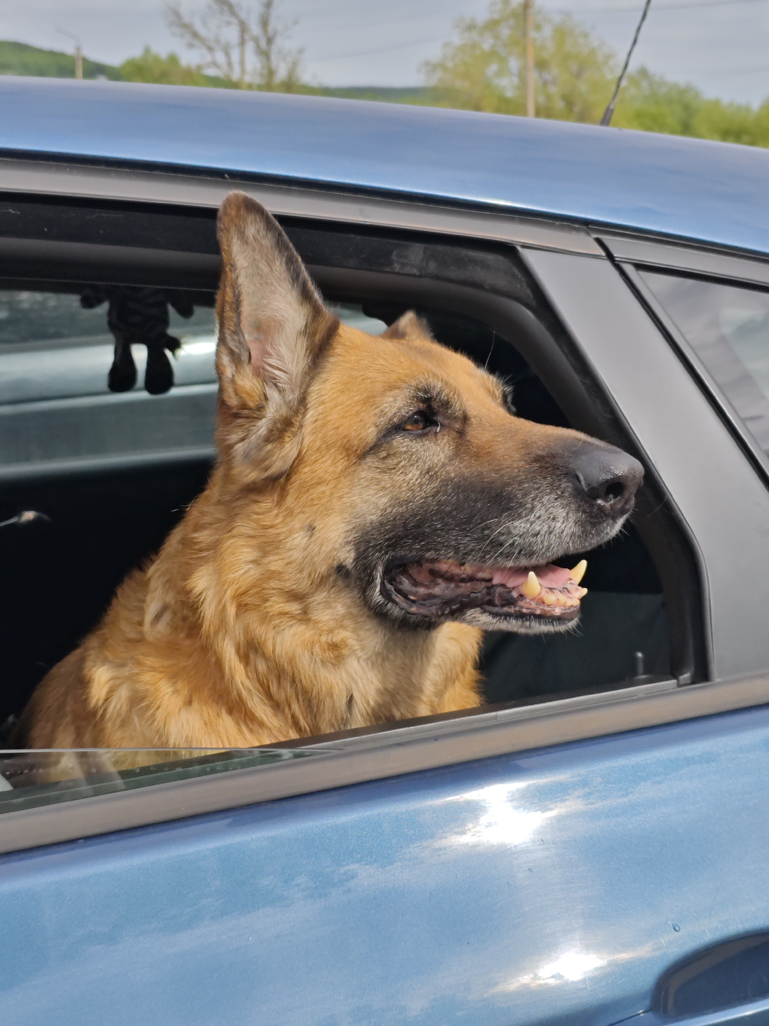 A German Shepherd dog sits in the backseat of a blue car, looking out the partially open window. The background shows a blurred outdoor scene with greenery and a cloudy sky. A small object is dangling from the rearview mirror. The photo was taken in Новоекатериновская, Russia.