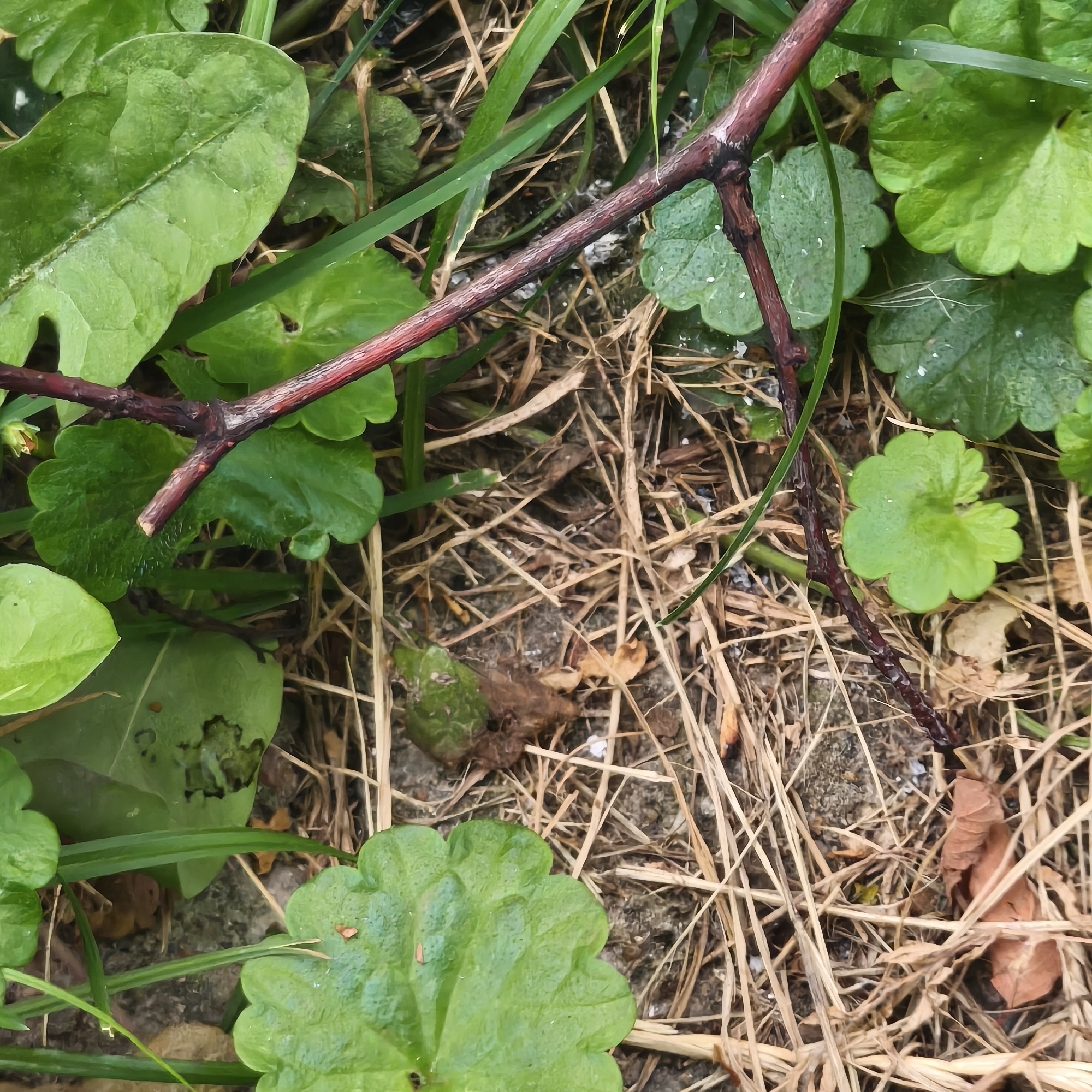 The image shows a close-up view of the ground, covered with green leaves, dry grass, and a thin, reddish-brown twig. The environment appears to be a natural setting, possibly a park or garden. The lighting suggests it is daytime. There are no people or animals visible in the image. The overall impression is one of an outdoor, ground-level perspective within a natural landscape. No specific location in Minsk, Belarus can be determined from the visual information alone.