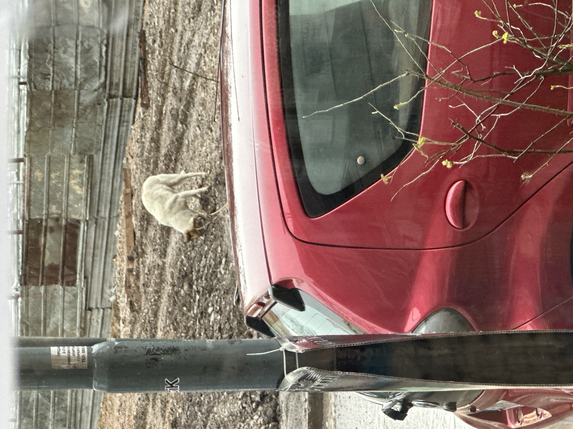 A white dog is lying on gravel beside a red car. A gray wall with metal flashing is in the background. A utility pole with writing in Bulgarian is in the foreground. The scene appears to be in Sofia, Bulgaria.