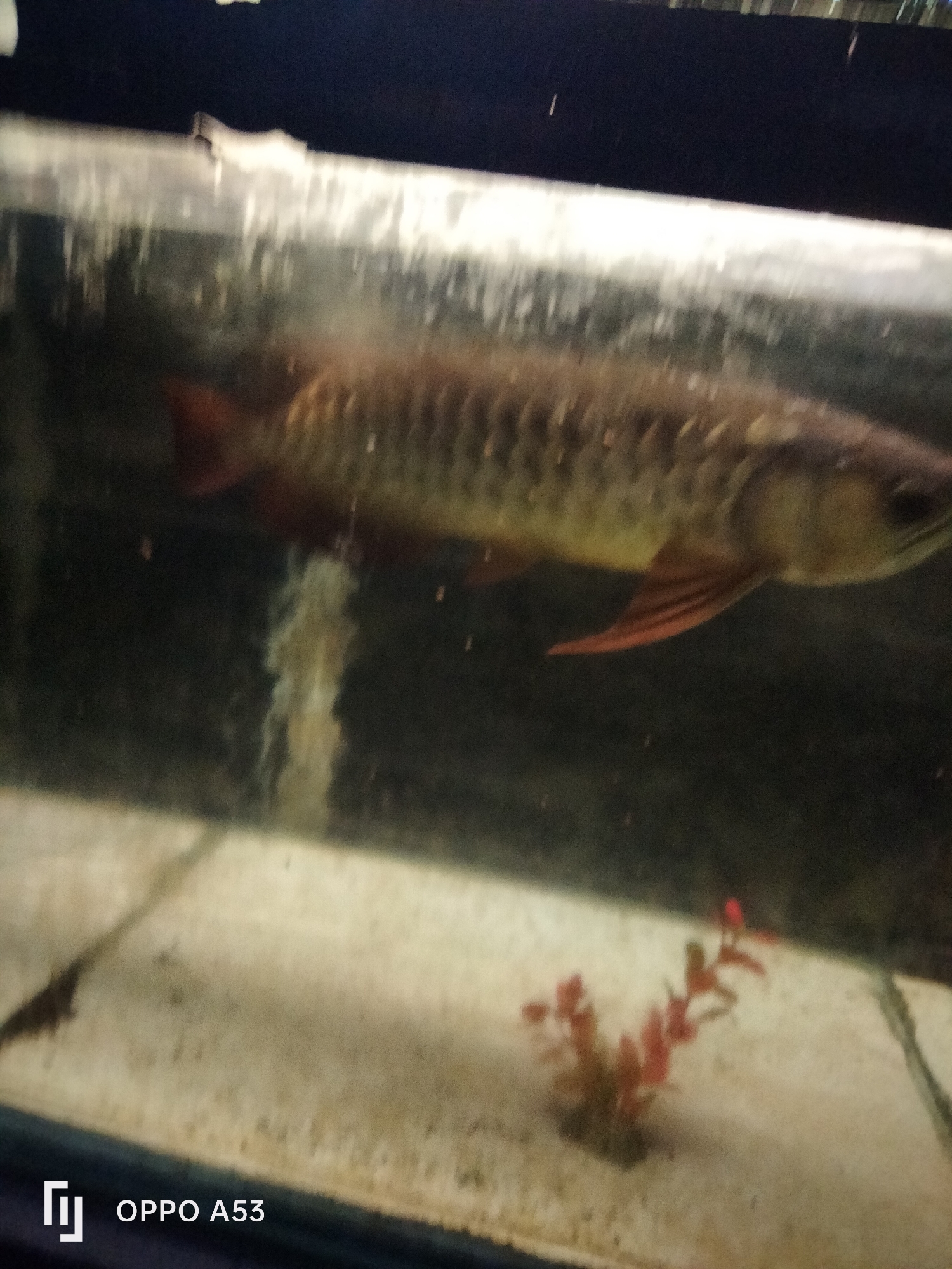 A long, slender fish with red fins and a patterned body swims in an aquarium. The water is murky, and the bottom of the tank is covered in light-colored sand. A small, red aquatic plant is visible in the lower right portion of the tank. The image also shows a watermark in the bottom left corner indicating "OPPO A53". This image was likely taken in Denpasar, Indonesia, a city known for its vibrant aquarium trade.