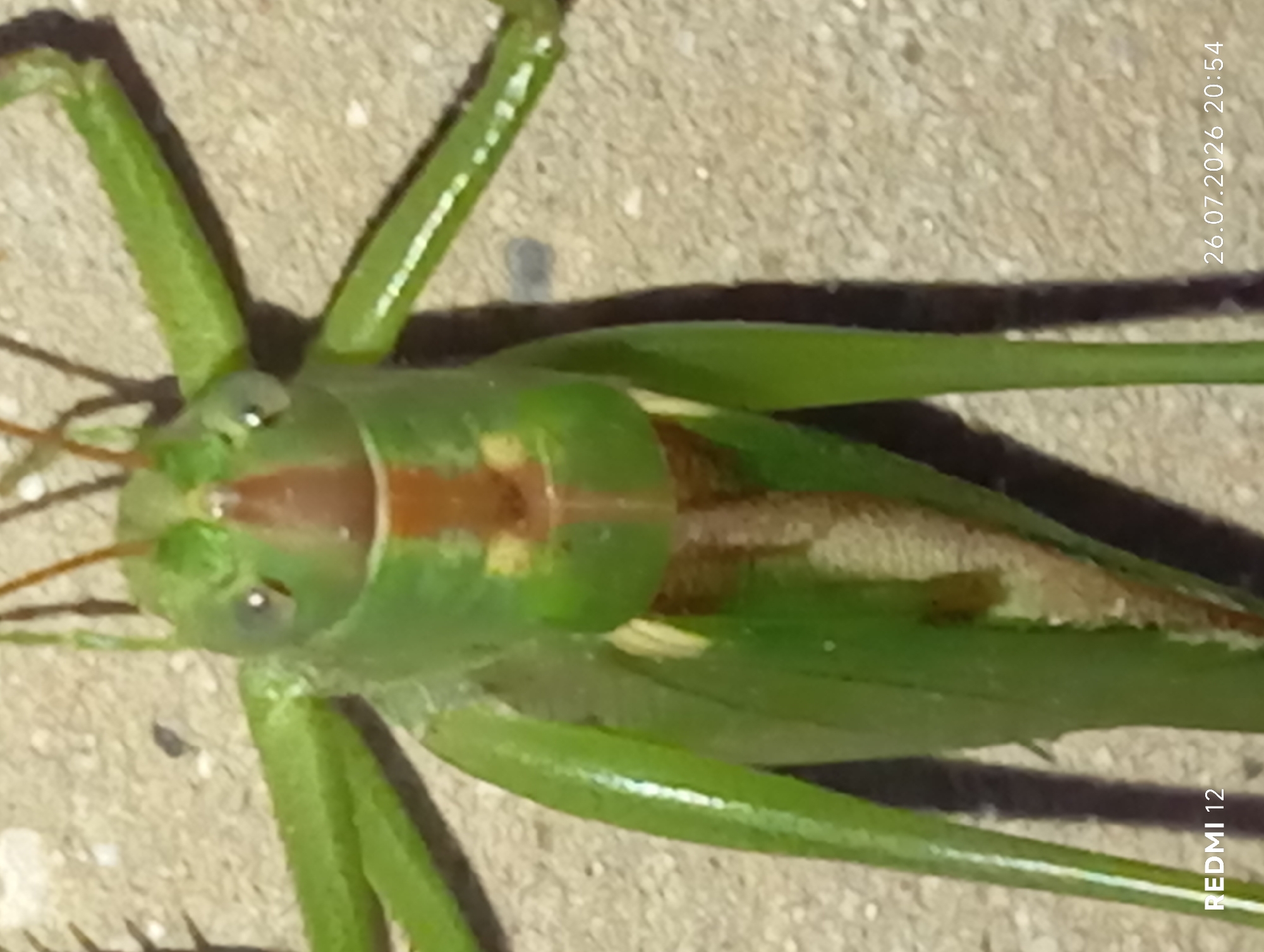 A close-up, eye-level view of a large, bright green grasshopper is centered in the frame, facing the camera. Its body is elongated and segmented, with prominent green legs extending outwards. The grasshopper's head is round with two large, compound eyes that appear dark and reflective. A reddish-brown stripe runs vertically down the center of its face, extending onto its thorax. The grasshopper is positioned on a textured, light-colored surface, possibly concrete, with some shadows cast on it. The image is captured with a shallow depth of field, blurring the background and drawing attention to the insect. The lower left corner of the image displays the text "REDMI 12", and the lower right corner shows the date and time "26.07.2026 20:54".