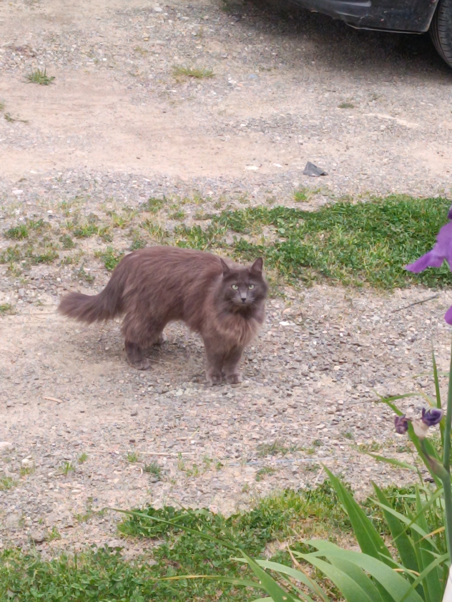 A medium-sized, long-haired brown cat stands on a gravel path speckled with patches of low-lying green vegetation. The cat faces the viewer with a direct gaze. To the right of the cat is a cluster of green leaves and a partially visible purple flower. The gravel path extends to the top of the frame, where the bumper and part of the front tire of a dark-colored vehicle are visible.