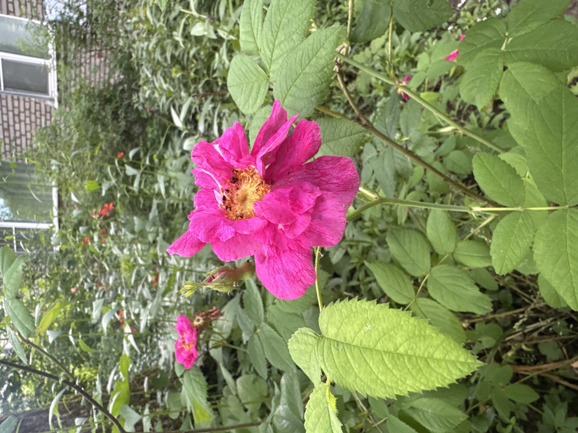 A close-up, vertical shot focuses on a vibrant pink rose bloom, its petals delicately unfurling amidst a lush, green garden. The rose, positioned slightly off-center to the right, displays intricate details of its stamens and pistil in the center. Behind it, another, less distinct pink bloom is visible, accompanied by a developing bud. Surrounding the flowers are numerous, large, serrated green leaves and thinner, thorny stems. In the background, a blurred brick building with a window can be seen, suggesting an urban or suburban setting. The overall environment appears to be a garden or natural area within the city of Kuzmolovskiy, Russia.