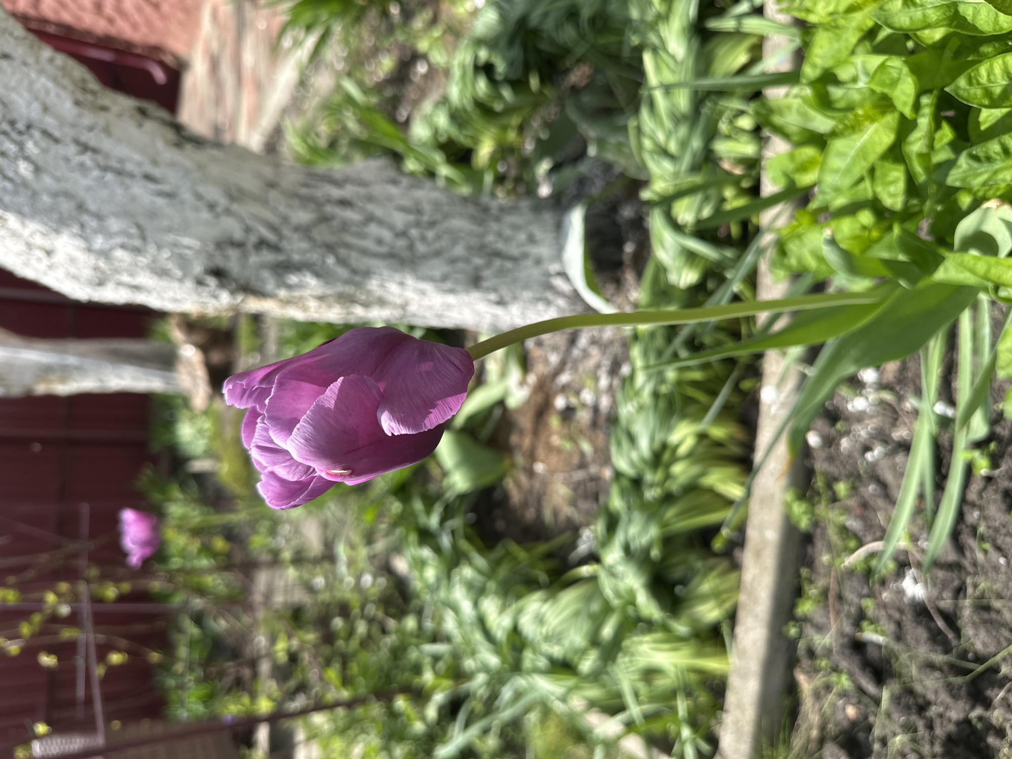 The image shows a close-up of a purple tulip in a garden setting. The tulip's head is bent over, and it's surrounded by green foliage. The background includes a concrete border and what appears to be a white-painted tree trunk or branch near a red-painted fence. The location in Oryol, Russia is not discernible from the image.