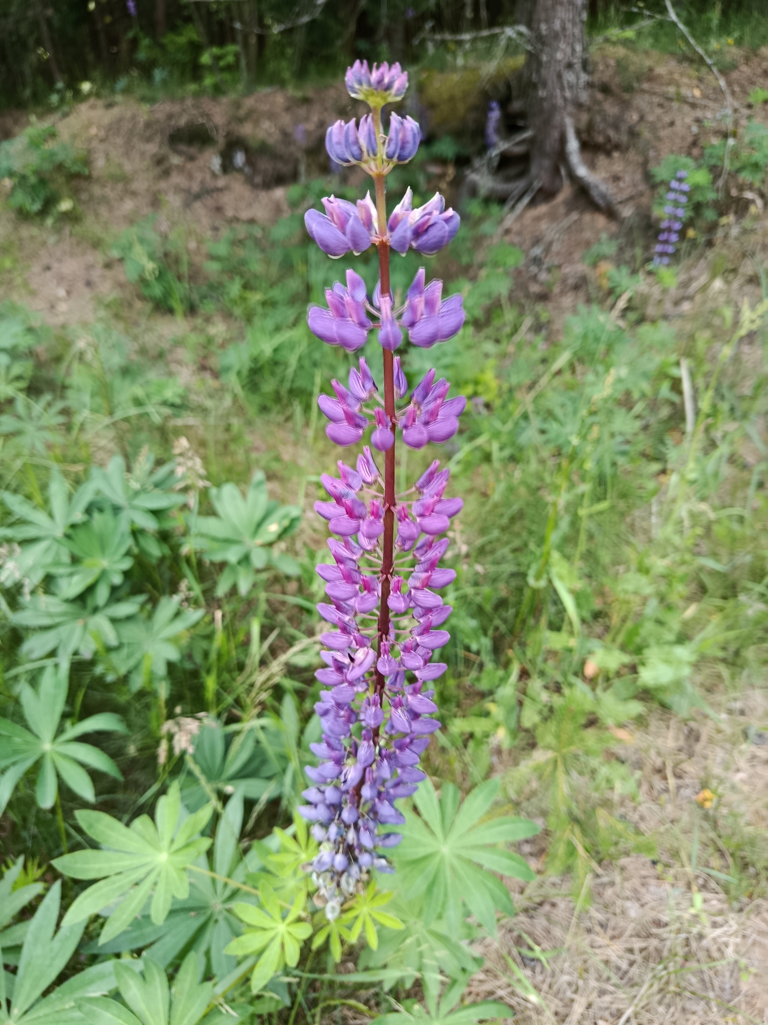 A vertical, close-up, eye-level shot shows a tall, slender purple lupine flower in the foreground, its bloom extending from bottom to top. The flower is set against a blurred background of green foliage, dry grass, and trees. The lupine's stem is a deep reddish-brown, and its flowers are arranged in a dense spire, transitioning from a lighter pinkish-purple at the bottom to a richer, darker purple at the top. The surrounding vegetation consists of broad, palmate green leaves of other plants and various grasses. In the mid-ground, a tree trunk with visible roots is present, with more lupine flowers visible to the right and in the distance. The overall environment suggests a natural, possibly wooded area. The location is identified as Фарынаўскі сельскі Савет, Belarus.