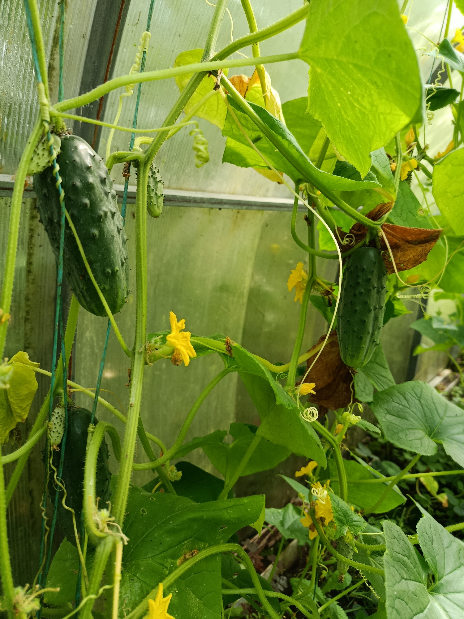 In the city of Vereya, Russia, an image captures a close-up view of a cucumber plant growing inside a greenhouse. The plant is lush and green, with several cucumbers in various stages of development. One prominent cucumber is hanging from a stem, its bumpy green skin clearly visible. The plant is supported by green twine, which guides its growth upwards. Smaller, less developed cucumbers are also visible, along with bright yellow flowers, indicating the plant is in its fruiting stage. The background is blurred, showing the translucent material of the greenhouse walls, with some condensation visible on them. The overall impression is one of a healthy, thriving garden within a controlled environment.