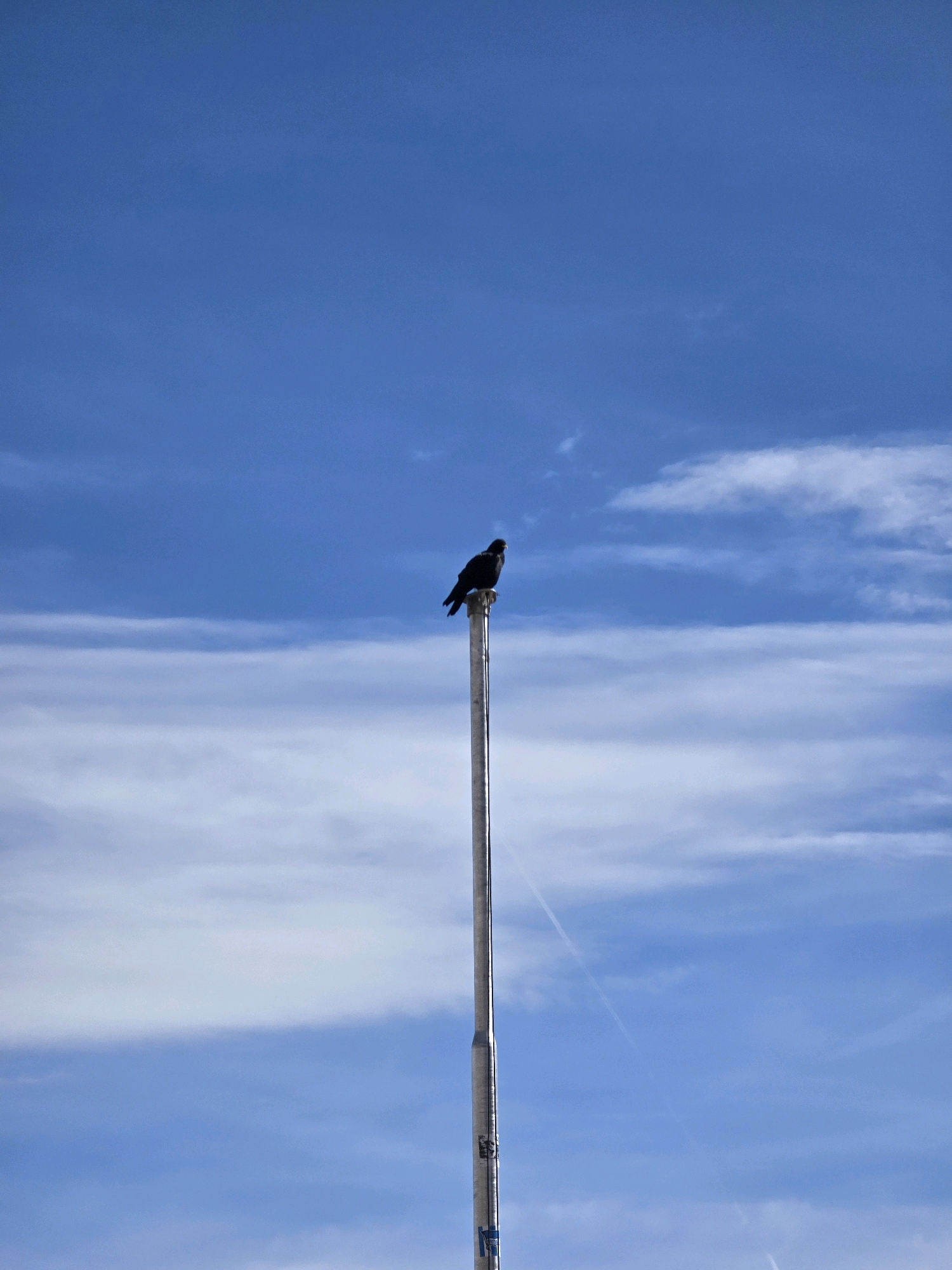 A solitary black bird is perched atop a tall, thin, metallic pole against a bright blue sky. Wispy white clouds are scattered across the sky, some appearing thin and elongated, suggesting wind. The pole is silver and appears to be a flagpole, with some blue markings visible near its base. The bird is facing towards the left of the frame. The setting is likely an open area in Garmisch-Partenkirchen, Germany, given the clear sky and the presence of a flagpole. No other individuals or significant objects are present in the immediate vicinity of the bird or the pole.