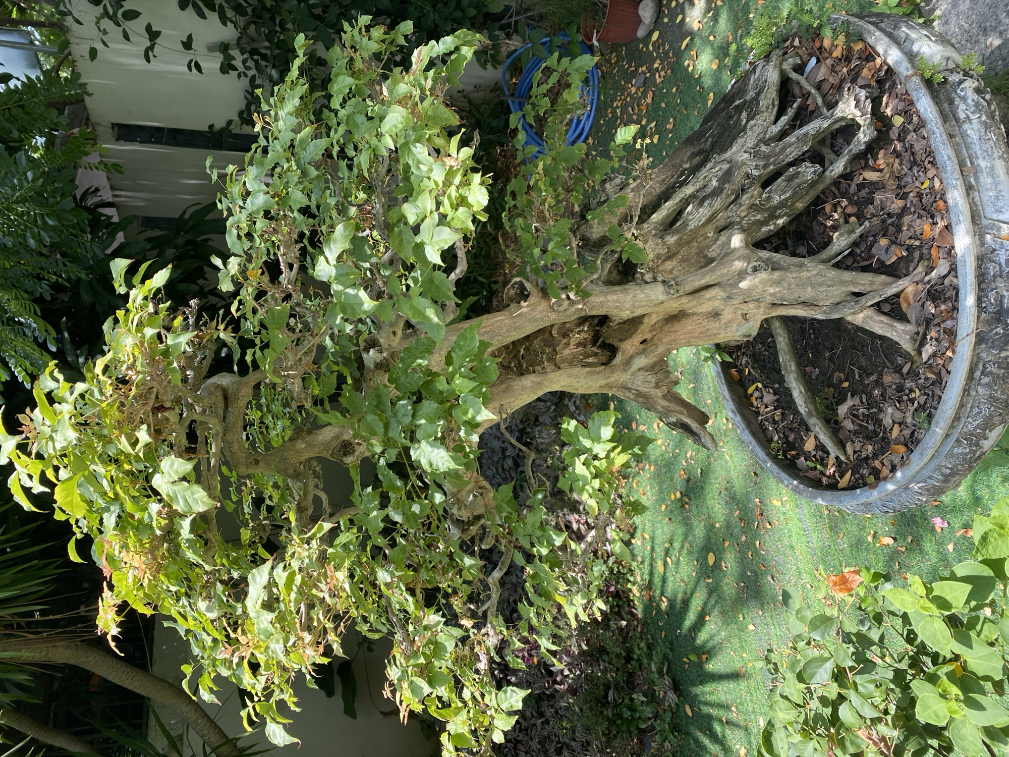 This is a photograph of a mature bonsai tree in a large, ornate pot, situated outdoors on a patch of artificial green turf. The tree has a thick, gnarled trunk and exposed, winding roots that spread out widely within the pot. Its branches are covered in lush green leaves, with some lighter green and reddish new growth visible at the tips. Fallen leaves are scattered across the turf. In the background, there is a white wall, some greenery, and a blue coiled hose. To the left of the bonsai, there are other plants, including a bush with green leaves and a single orange flower. The image appears to be taken during daylight hours, with shadows cast by the tree and surrounding foliage on the turf. The scene is likely a private garden or a botanical display in Đà Nẵng, Vietnam, given the tropical foliage and outdoor setting. No people are visible in the image.