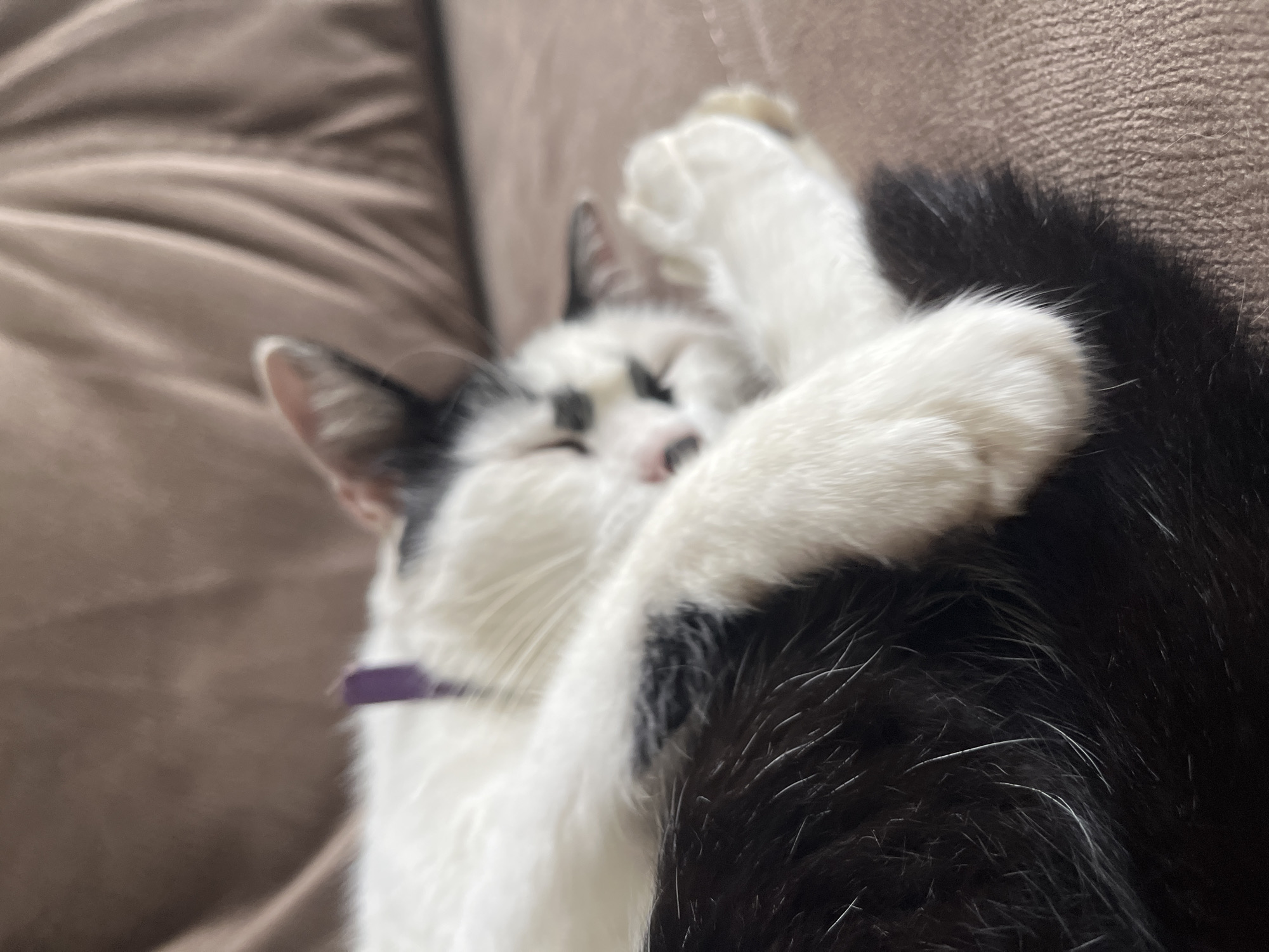 A black and white cat is sleeping on a brown couch. The cat is curled up with its paws crossed over its face. The couch appears to be in a living room or bedroom. There is a purple collar on the cat's neck. The lighting in the image is soft and warm, suggesting it was taken indoors during the day or in the evening with artificial light. The image is in focus on the cat, with the background slightly blurred. There is no specific indication of the location within the city of Ureki, Georgia.