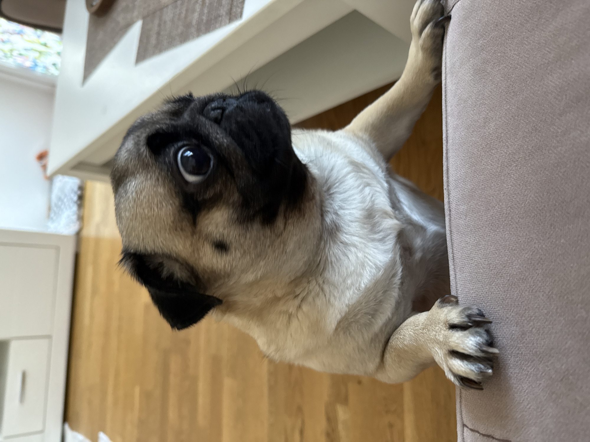 A pug with wide, dark eyes and a black muzzle is positioned in the foreground, peering upwards and to the right. Its front paws are resting on the edge of a light brown upholstered piece of furniture. The pug's fur is light tan with darker accents around its eyes and ears. In the background, a wooden floor is visible, along with the lower portion of a white cabinet on the left and a white table on the right. The lighting appears to be natural, coming from a window, casting a soft glow on the scene. The overall setting suggests an indoor domestic environment.