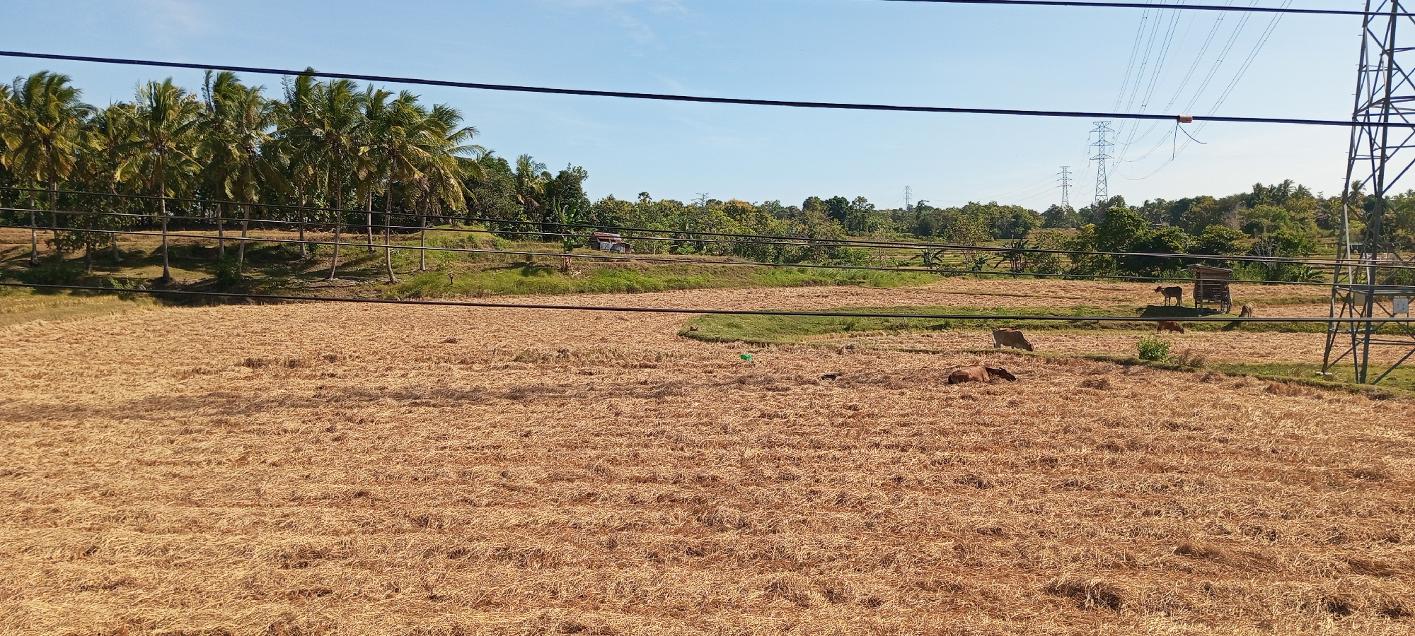 The image depicts a rural landscape under a clear blue sky, likely in Pakkanna, Indonesia, characterized by a harvested field of dried rice stalks covering the foreground. Several cows are visible in the field: one lies down in the middle ground, another stands to the right, and two more are grazing or standing in the distance near a small, open-sided structure. Behind the field, a line of palm trees and other lush green vegetation forms a dense backdrop, suggesting a tropical environment. Power lines and transmission towers are present, indicating the presence of infrastructure. A small, dilapidated building with a corrugated roof is visible amongst the trees. The overall impression is one of a serene, agricultural area.