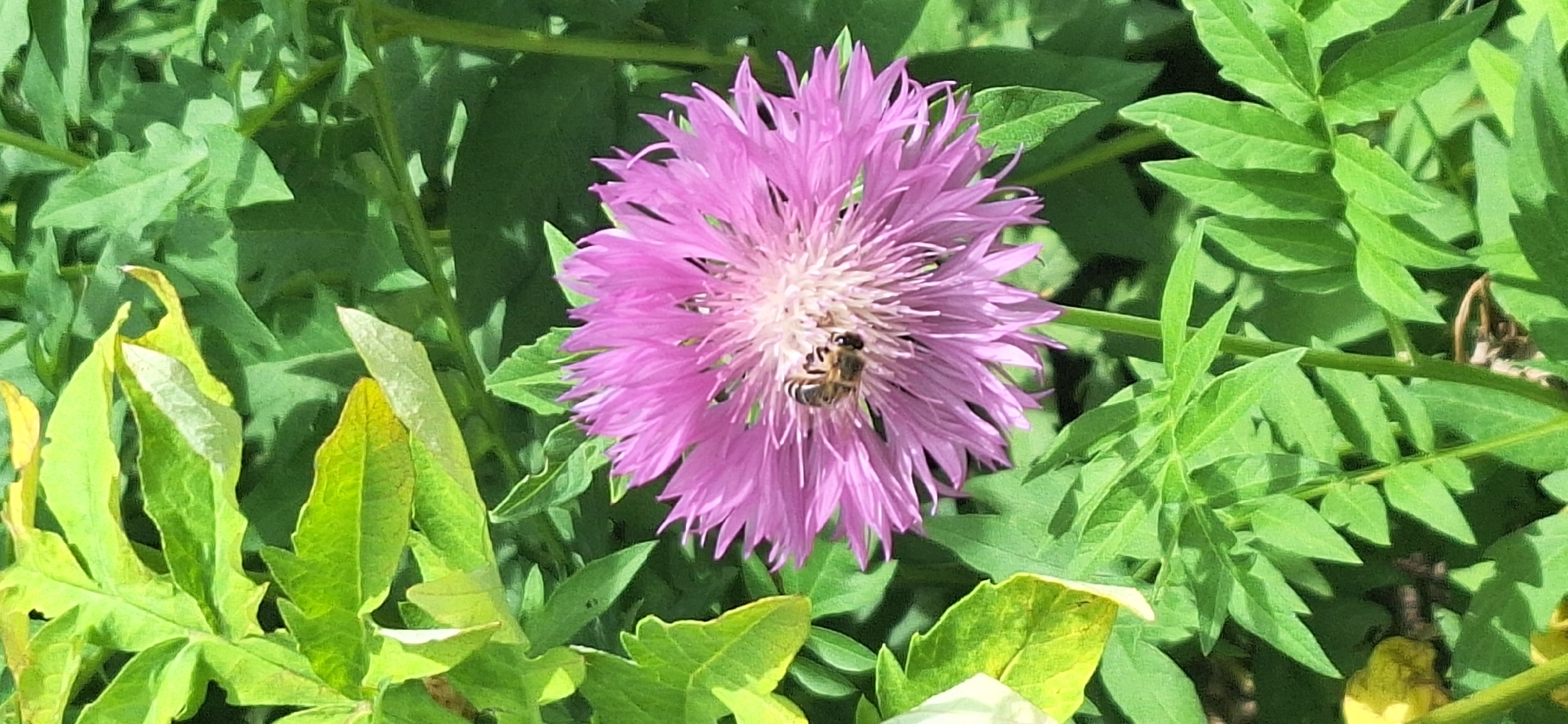 A bee is collecting pollen from a purple cornflower bloom surrounded by green foliage in Bila Tserkva, Ukraine. The bee is positioned on the upper left quadrant of the flower, with its body oriented towards the center. The flower itself is in focus, showcasing its delicate, spiky petals and a light-colored center. The background is filled with lush, green leaves, some catching the sunlight and appearing slightly lighter in color. The overall scene is a close-up shot of nature, emphasizing the interaction between the bee and the flower.
