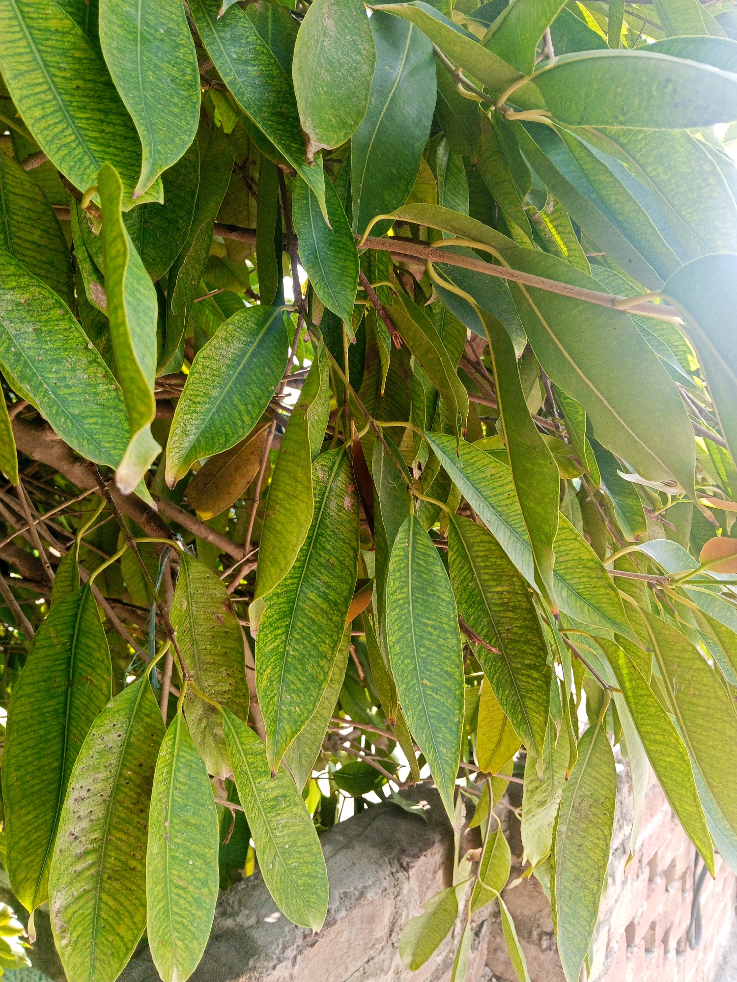 In Bhedian - Nai Basti, Pakistan, a cluster of green leaves hangs from branches, partially obscuring a brick wall. Sunlight filters through the foliage, creating bright highlights and casting shadows. The leaves are elongated and pointed, with visible veins and some showing signs of yellowing or spotting. The brick wall, made of reddish-brown bricks, is visible in the lower portion of the image, appearing weathered. The scene is outdoors, under natural light.