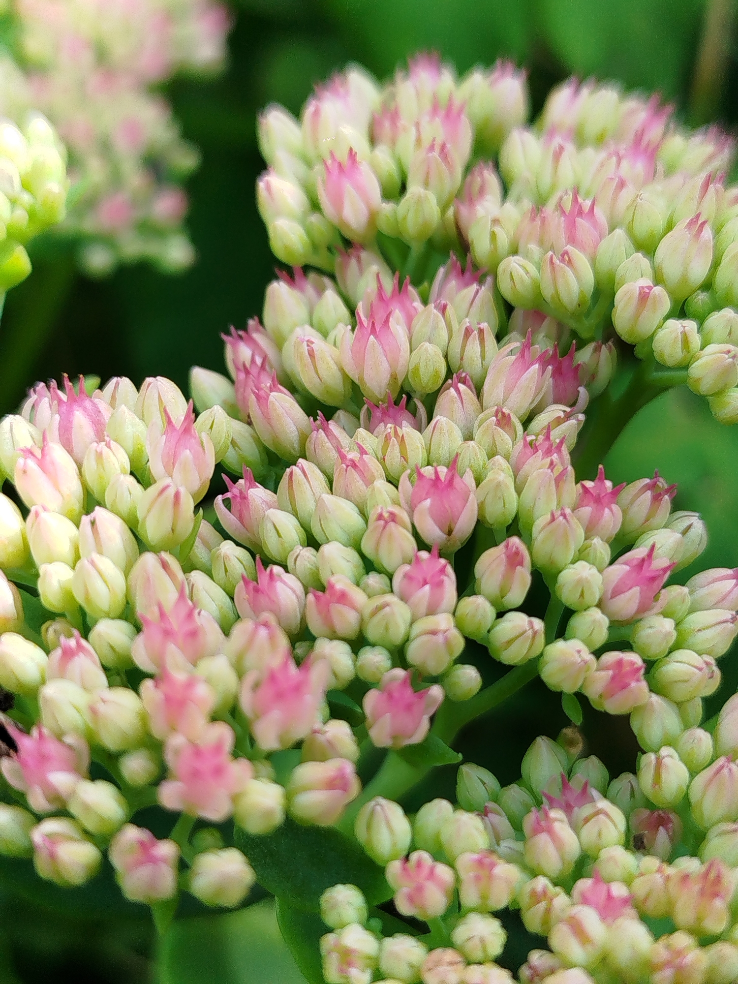 The image is a close-up, macro photograph of a cluster of pale green flower buds with pink tips, likely Sedum, in an outdoor setting. The background is a blur of green foliage. The lighting suggests a daytime scene with soft, natural light. The image does not contain any people, actions, or interactions. The specific location in Чкаловское Снт, Russia, cannot be determined from the visual information provided in the image alone.