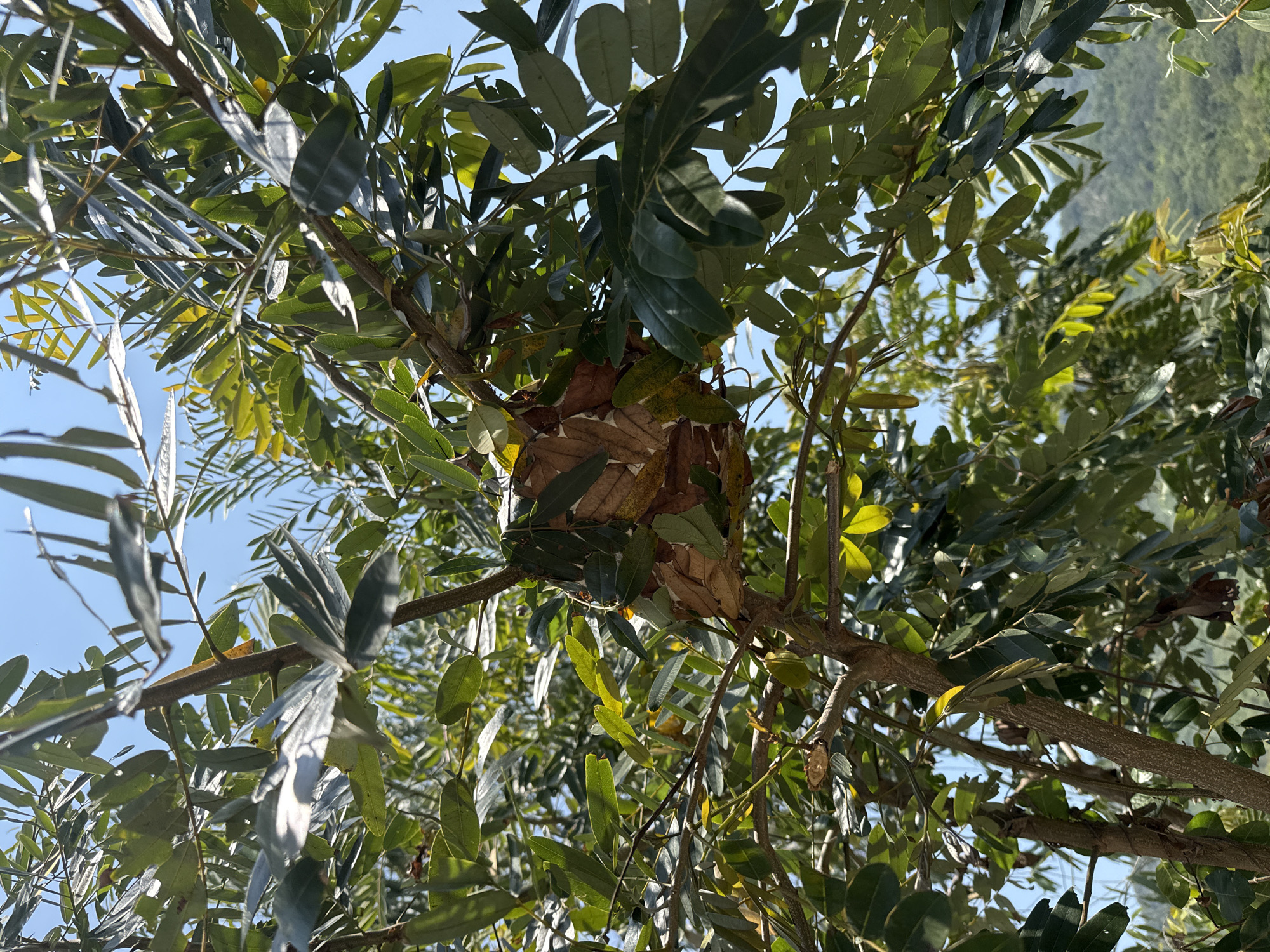 The image shows a dense canopy of a tree, likely located in Bắc Nha Trang, Vietnam. The tree has many leaves of varying shades of green and brown, suggesting different species or the presence of both old and new foliage. In the center of the frame, there is a large nest constructed from leaves and branches, positioned in the middle of the branches. The sky is visible through the gaps in the canopy, appearing as patches of light blue. The overall environment suggests a natural, outdoor setting, possibly a park or garden area. The perspective is from below, looking up into the tree. There are no people visible in the frame.