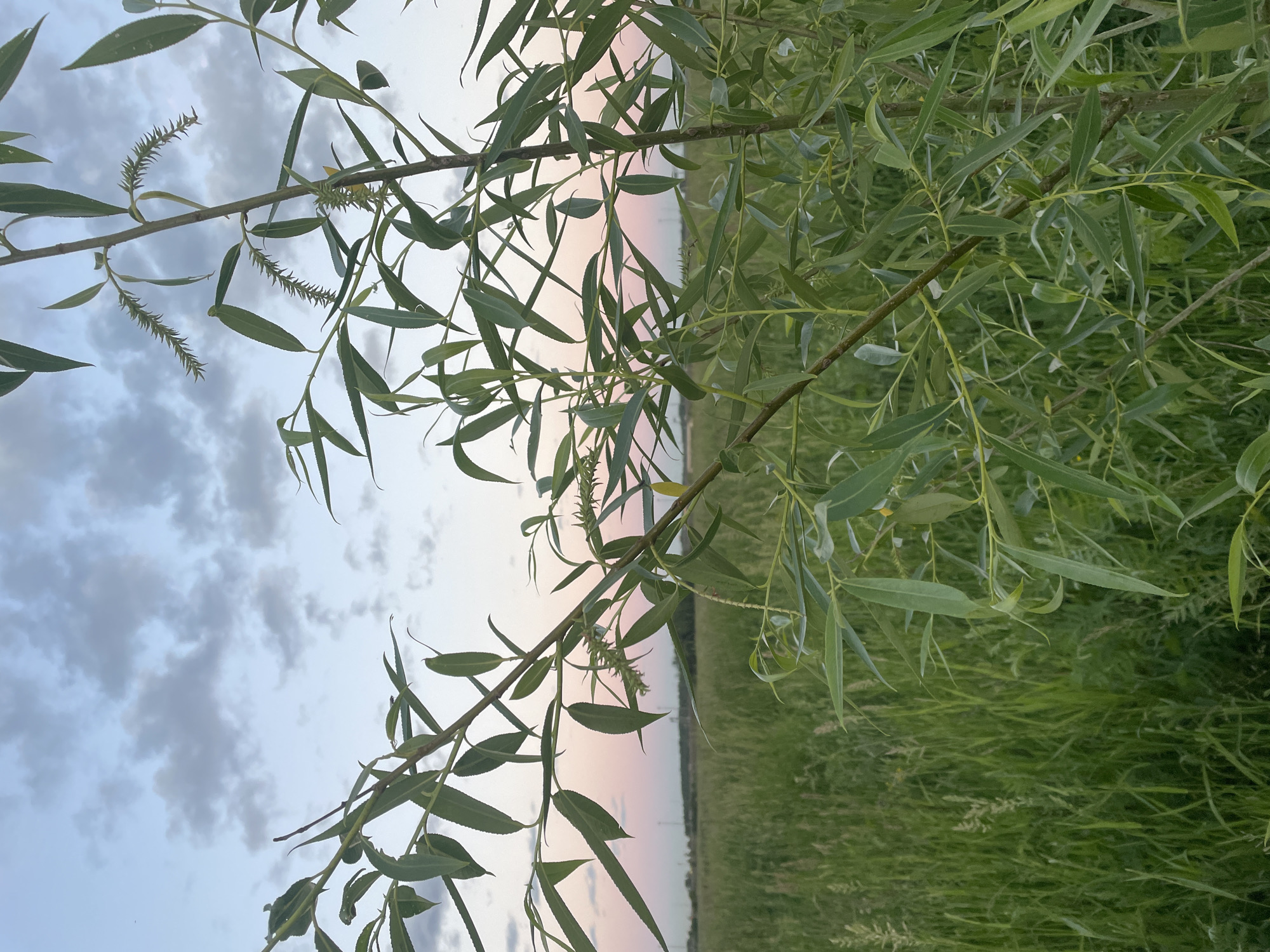 The image depicts a close-up view of a willow tree branch with elongated, green leaves and developing catkins. In the background, a vast, green field stretches to the horizon, with a faint line of trees in the distance. The sky above is a soft gradient of blue and pink, with scattered clouds, suggesting either sunrise or sunset. The scene appears to be an outdoor natural landscape. There are no people or specific urban features visible that would allow for identification of the location as Saint Petersburg, Russia.
