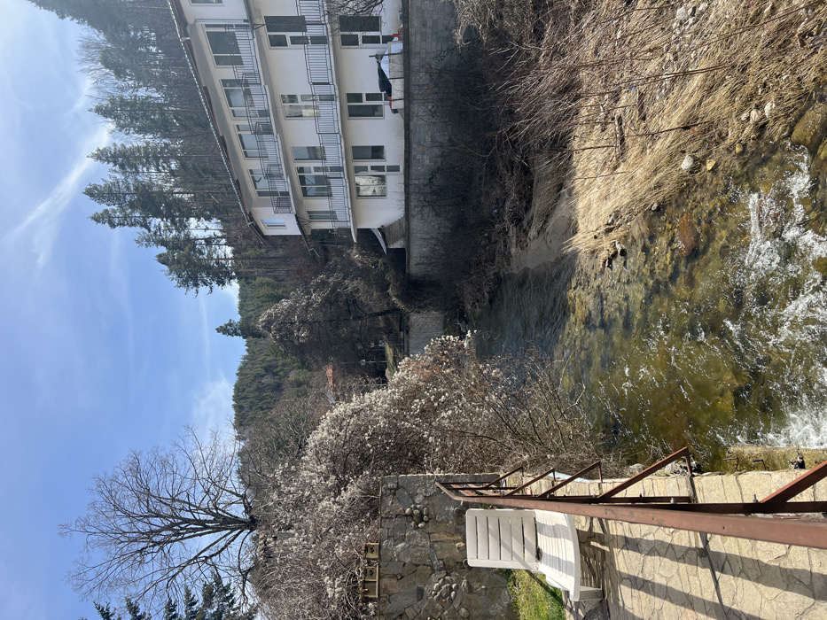 The image displays a clear, sunny, daytime scene in Banite, Bulgaria, featuring a river flowing through a valley bordered by buildings and forested hills. On the right, a three-story white building with multiple windows and balconies featuring dark railings is situated against a steep hillside densely covered with coniferous trees. The structure appears to be a residential or hotel complex. The river, clear and fast-flowing with visible stones and sandbanks, occupies the central foreground and midground. Its right bank consists of dry, light-brown grasses and bare earth. On the left, a paved patio area with green grass is visible, furnished with a single white plastic lounge chair. A brown metal railing runs along the patio's edge, overlooking the river. This patio is supported by a stone wall constructed with irregular stones. Dense, bare-branched shrubs with white, fibrous material, possibly seed heads or early blossoms, grow over the stone wall and overhang the river. A large, bare deciduous tree stands further back on the left, silhouetted against a bright blue sky with sparse, wispy clouds. No individuals are present in the scene.