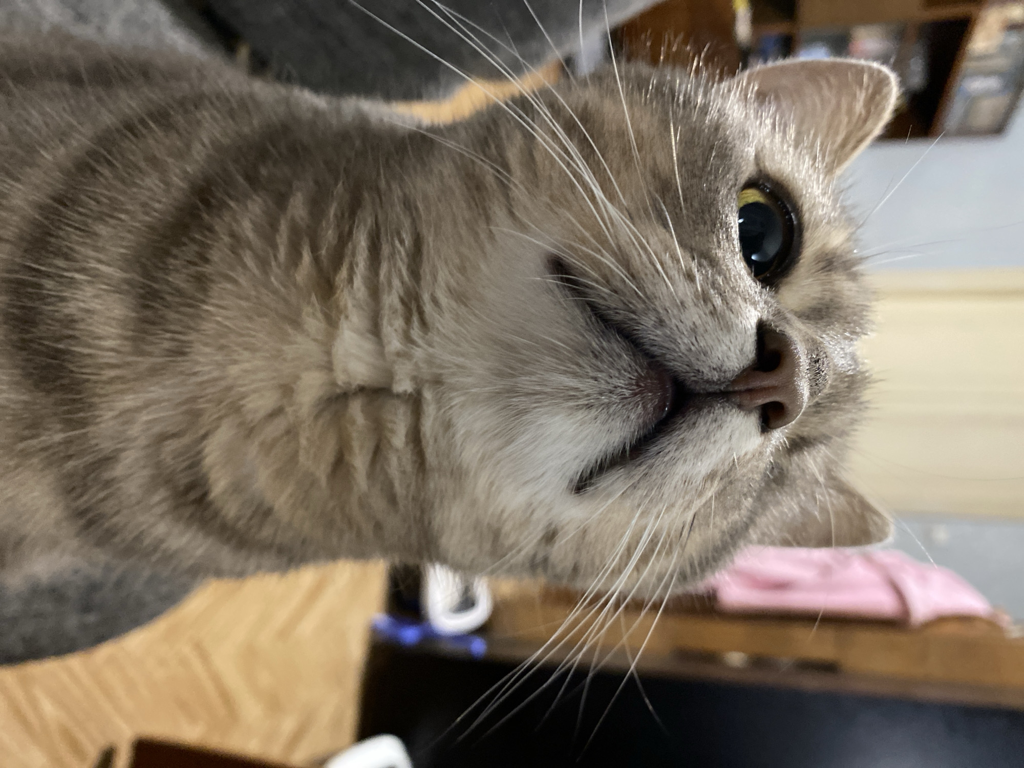 An extreme close-up, low-angle shot focuses on the face of a tabby cat looking upwards, with its head filling most of the frame. The cat's fur is a mix of gray, brown, and black stripes, with lighter fur around its nose and chin. Its left eye, which is partially visible, is wide open with a dark pupil and a yellowish iris. The cat's nose is dark and moist, and its mouth is slightly open, revealing a hint of its tongue. Long white whiskers fan out from its muzzle. The background is blurred and out of focus, but suggests an indoor environment with a wooden floor and furniture, including a bookshelf on the left and a dark wooden surface on the right. The lighting appears to be artificial and warm. There are no people or any indication of a specific city.