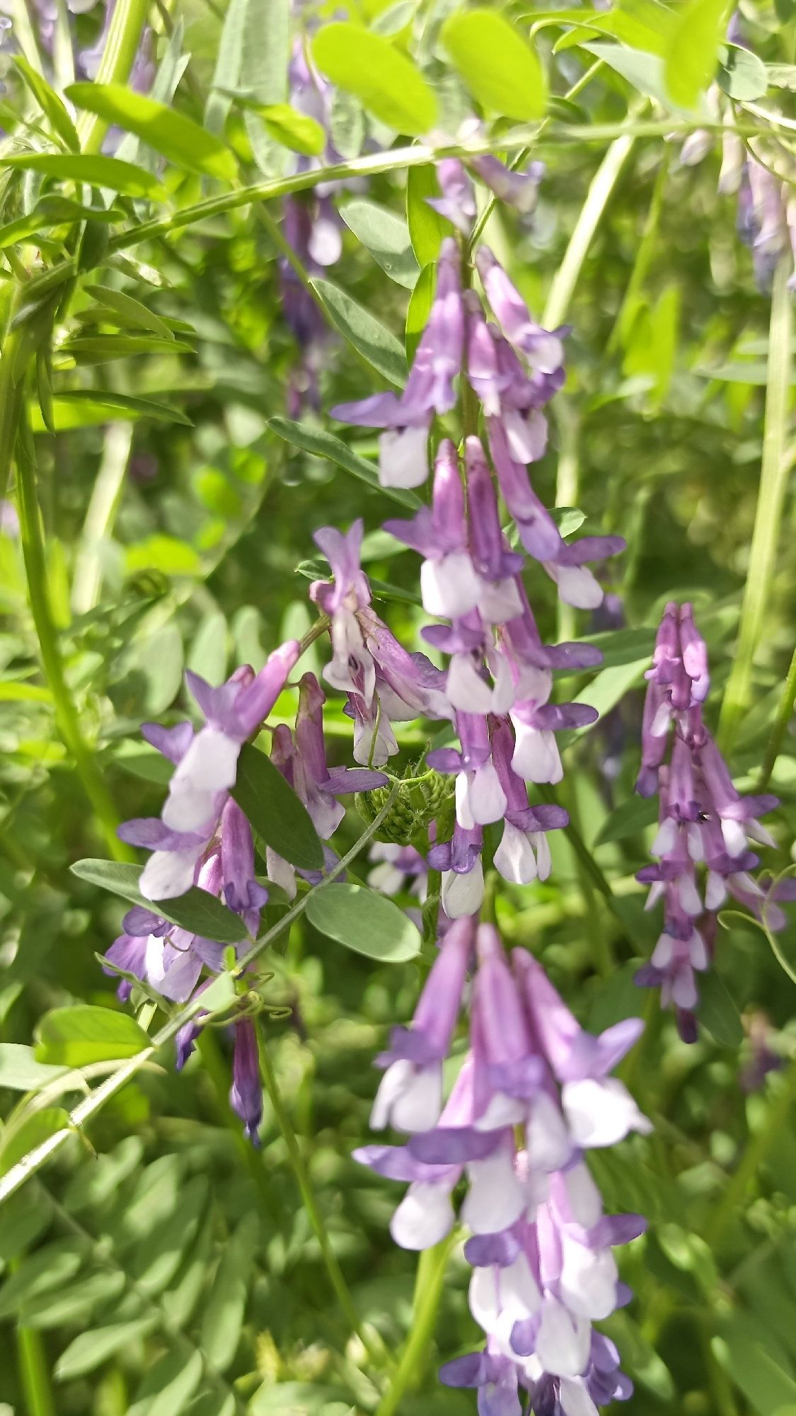 The image depicts a close-up of a plant with purple and white flowers, likely belonging to the Vicia genus. The flowers are arranged in drooping racemes, with each flower exhibiting a characteristic pea-like shape. The leaves are pinnate, with several pairs of leaflets along a central stem. The overall environment appears to be a field or natural area. No specific information within the image confirms it is located in Mihaylovtsi, Bulgaria.