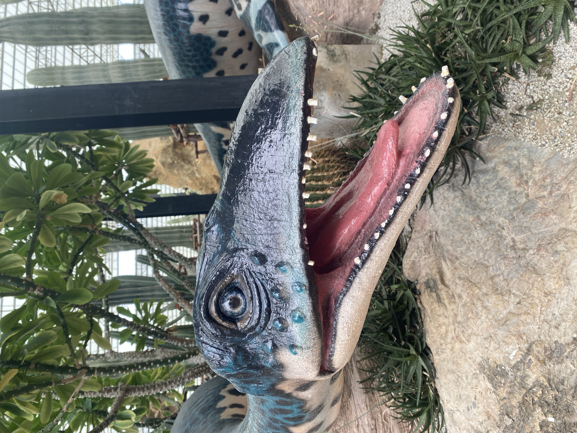 This is a close-up, eye-level, outdoor shot of a realistic dinosaur model with its mouth wide open. The dinosaur's head is the primary subject, with its dark, textured skin featuring blue markings and a prominent eye. The inside of its mouth is vividly red, revealing sharp, white teeth lining its jaws. The backdrop consists of various desert-like plants, including cacti, and rough, rocky terrain, suggesting an arid or zoo-like setting. The lighting appears to be natural daylight. The scene is set in Tambon Na Chom Thian, Thailand. There is no visible text in the image.