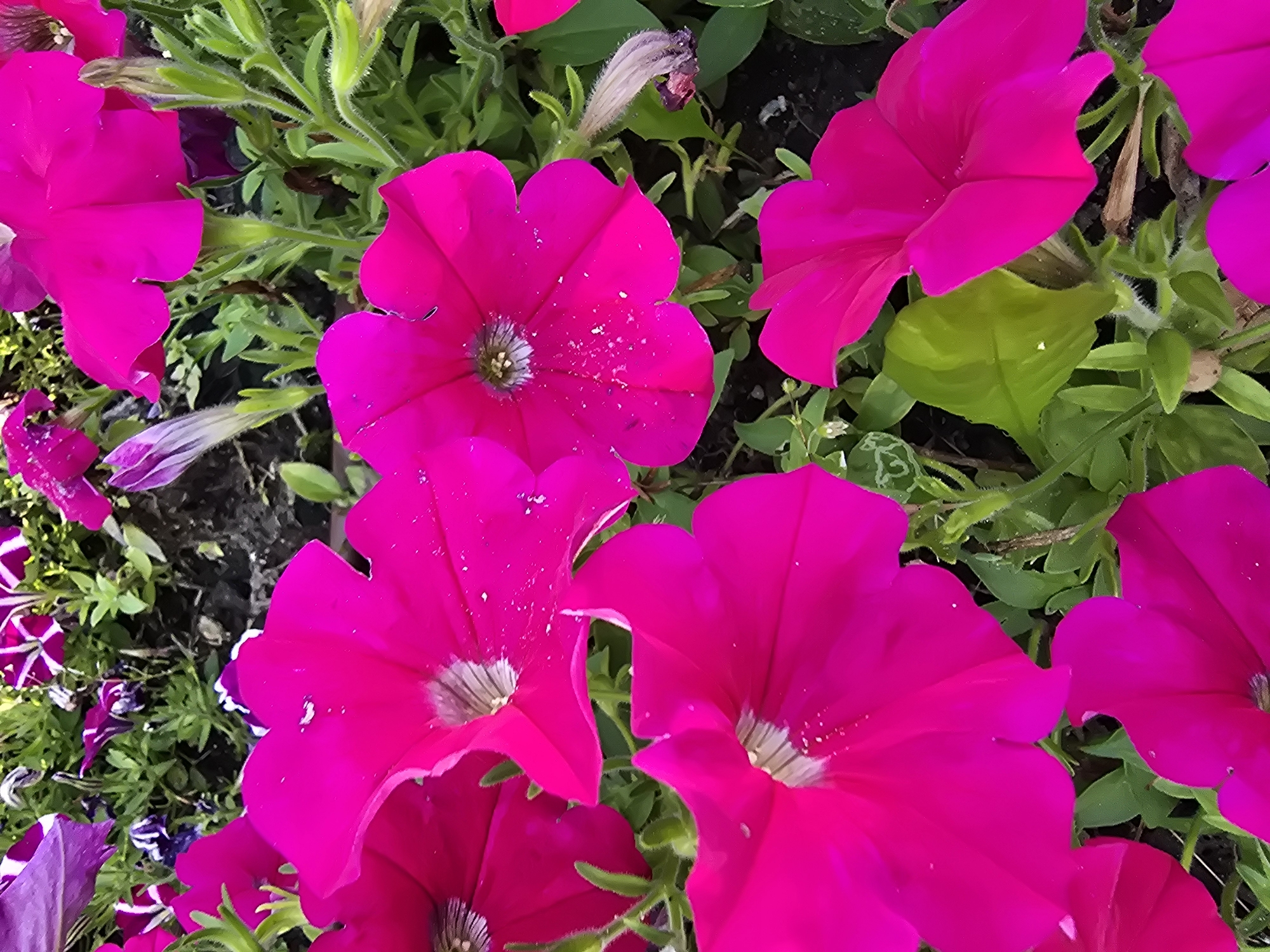 This is a close-up, eye-level photograph of a bed of bright pink petunias. The flowers are in various stages of bloom, with some fully open and others in bud. The petals are a vibrant magenta hue, and the centers of the open flowers reveal delicate white and dark stamen. The foliage is a rich green, with some leaves showing slight water droplets. The background consists of dark soil and glimpses of other flowers in shades of purple and white. The scene is illuminated by natural light, suggesting it was taken outdoors during the daytime. The photograph appears to be taken in a garden or park setting within the city of Vyshneve, Ukraine. There are no people or animals visible in the image.