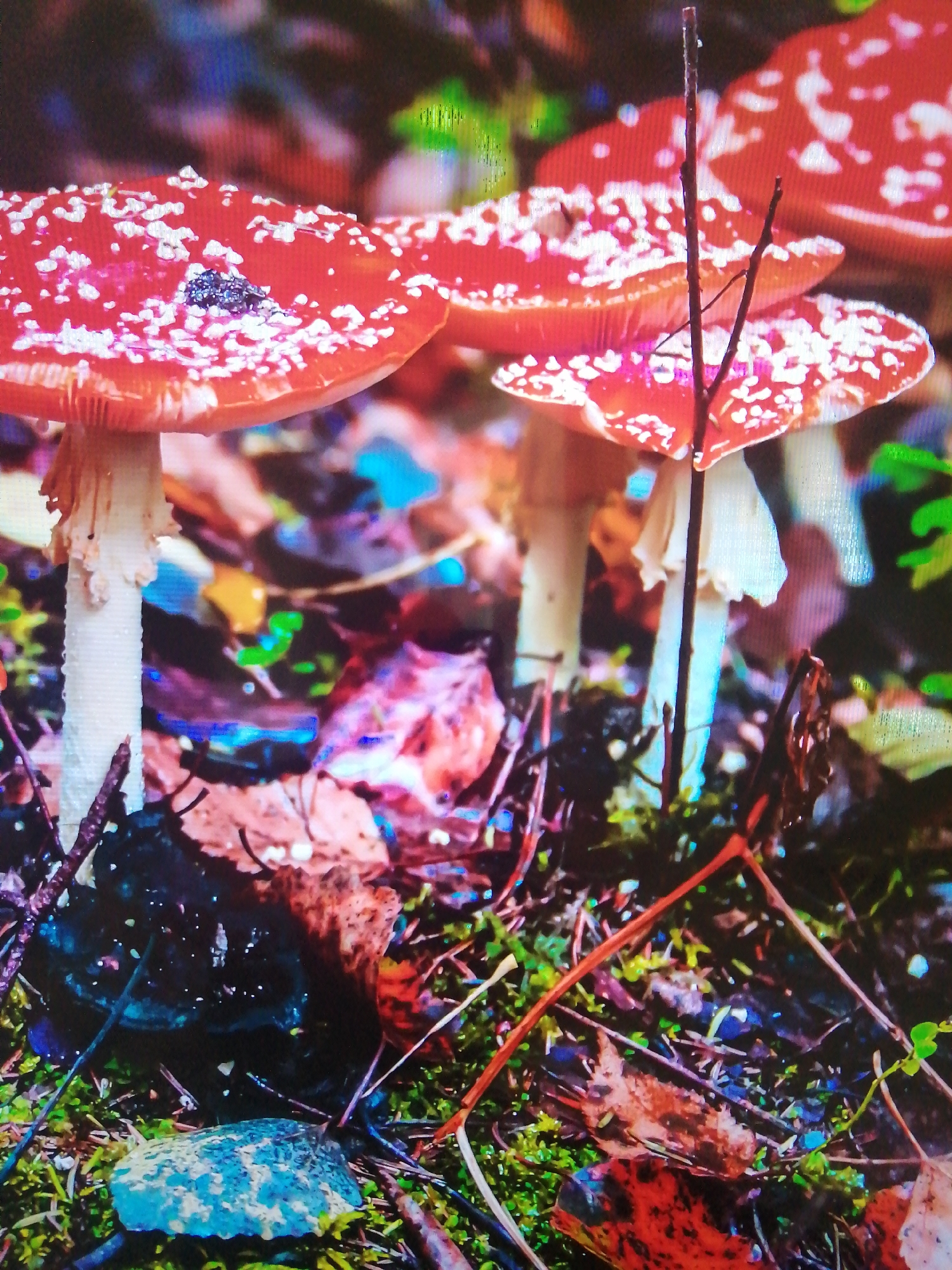 The image depicts a close-up view of several red mushrooms with white spots, commonly known as fly agaric (Amanita muscaria). They are growing in a natural, outdoor environment, likely a forest floor. The mushrooms are positioned on a bed of fallen leaves, twigs, and moss. The lighting suggests it is daytime, with dappled light filtering through. The background is blurred, showing hints of green foliage and possibly other mushrooms. The overall impression is one of a wild, natural setting. There is no indication of the city of Slonim, Belarus, or any human presence.