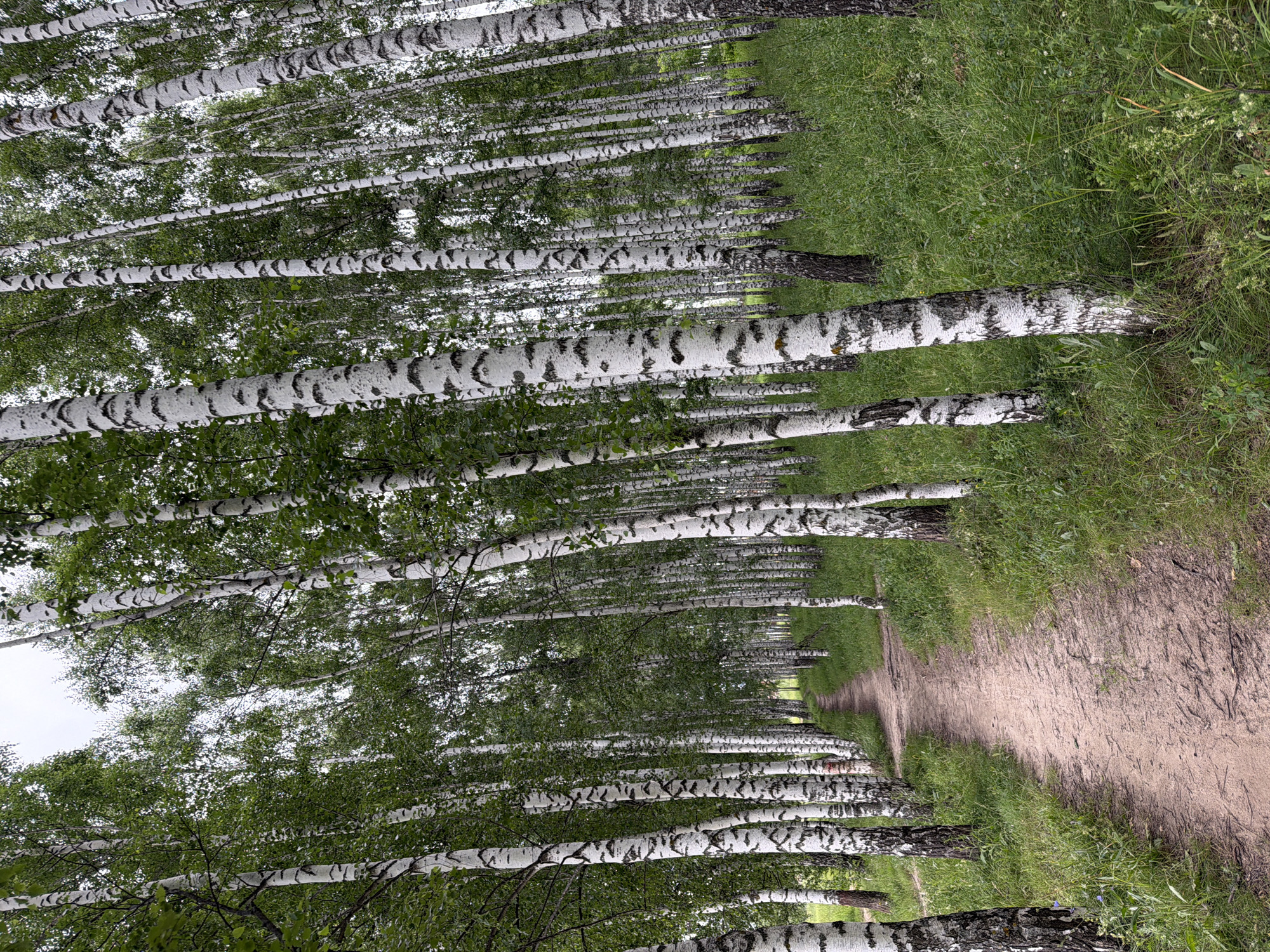A dirt path winds through a dense birch forest. The trees are characterized by their white bark with black markings and are densely packed, creating a sense of enclosure. Green foliage from the trees creates a canopy overhead, with dappled light filtering through. The ground is covered in a mix of dirt and green grass, with some fallen leaves and branches visible. The path appears to be well-trodden. The overall scene evokes a sense of nature and tranquility.