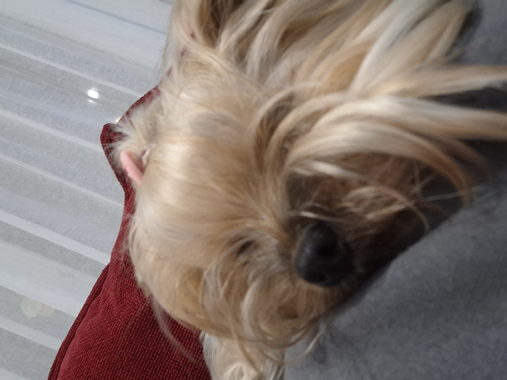 A close-up, somewhat blurry image features a small dog, possibly a Yorkshire Terrier mix, with long, light blonde fur obscuring most of its face. The dog's black nose is visible at the bottom right of the frame. Part of a small, pink ear is visible. The dog appears to be resting on a red knit object to the left and a grey material to the right. The background includes a light-colored, textured surface, possibly a curtain or blinds. The location of the scene is not discernible from the provided image. Veliki Preslav, Bulgaria is not a discernible element.