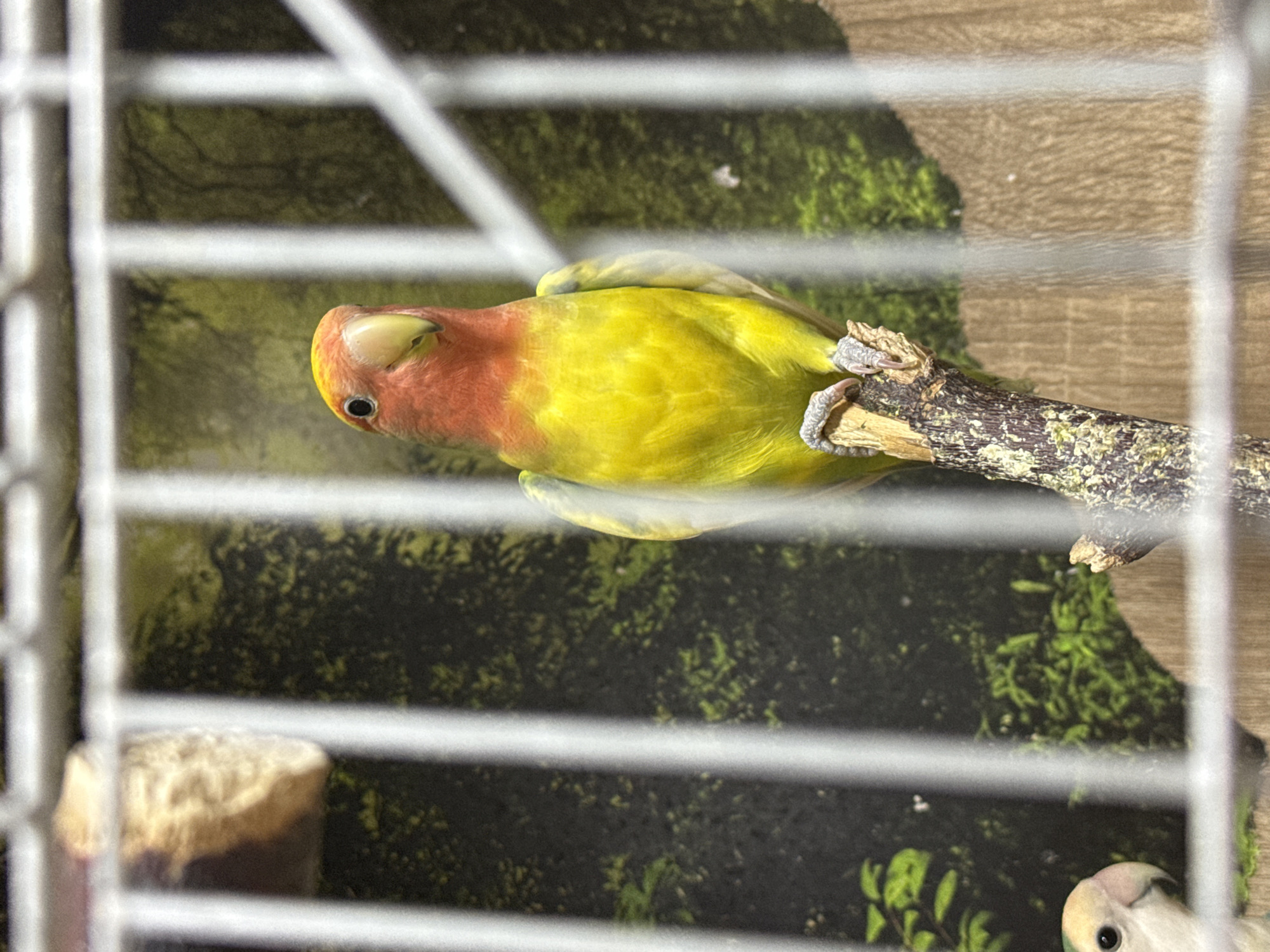 A lovebird with a red face and yellow body perches on a branch within a cage. The cage bars are in the foreground, slightly out of focus. The background appears to be a printed image of green foliage against a wood-like surface. Another bird is visible at the bottom right of the frame.
