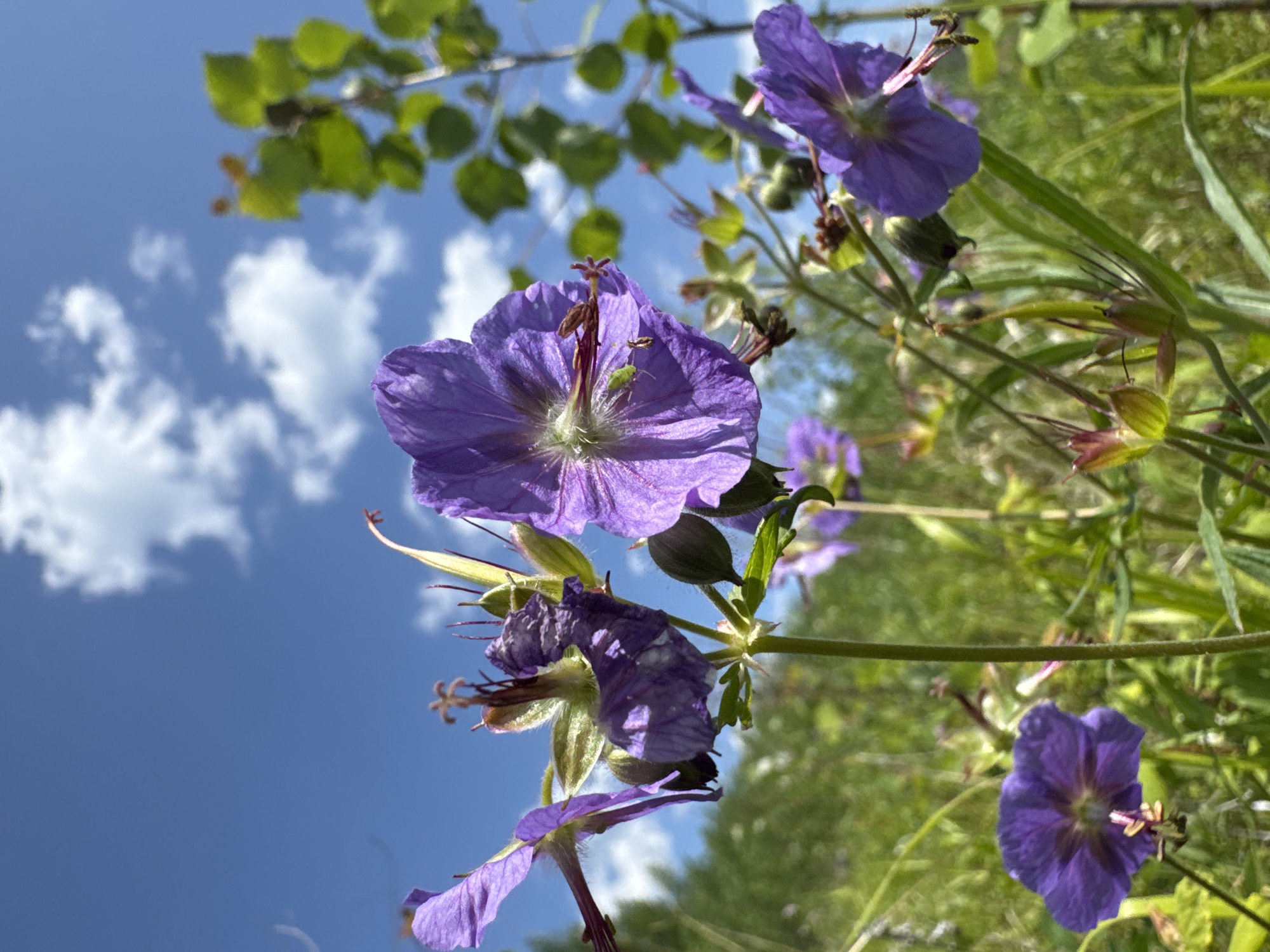 This is a vertical, low-angle, outdoor, medium shot of purple geranium flowers against a blue sky with scattered white clouds. The flowers are in focus, with their delicate petals, stamen, and pistils clearly visible. Some of the flowers are in full bloom, while others are in bud or wilting. There are also green leaves and stems in the foreground and background. The background is a blur of green foliage and the blue sky, suggesting a natural setting. The lighting suggests it is daytime, with the sun casting a soft light on the flowers. There is no visible text in the image. The scene appears to be tranquil and idyllic, evoking a sense of peace and nature. The location context of Skovorodino, Russia, suggests a temperate climate during the warmer months when these flowers would be in bloom.