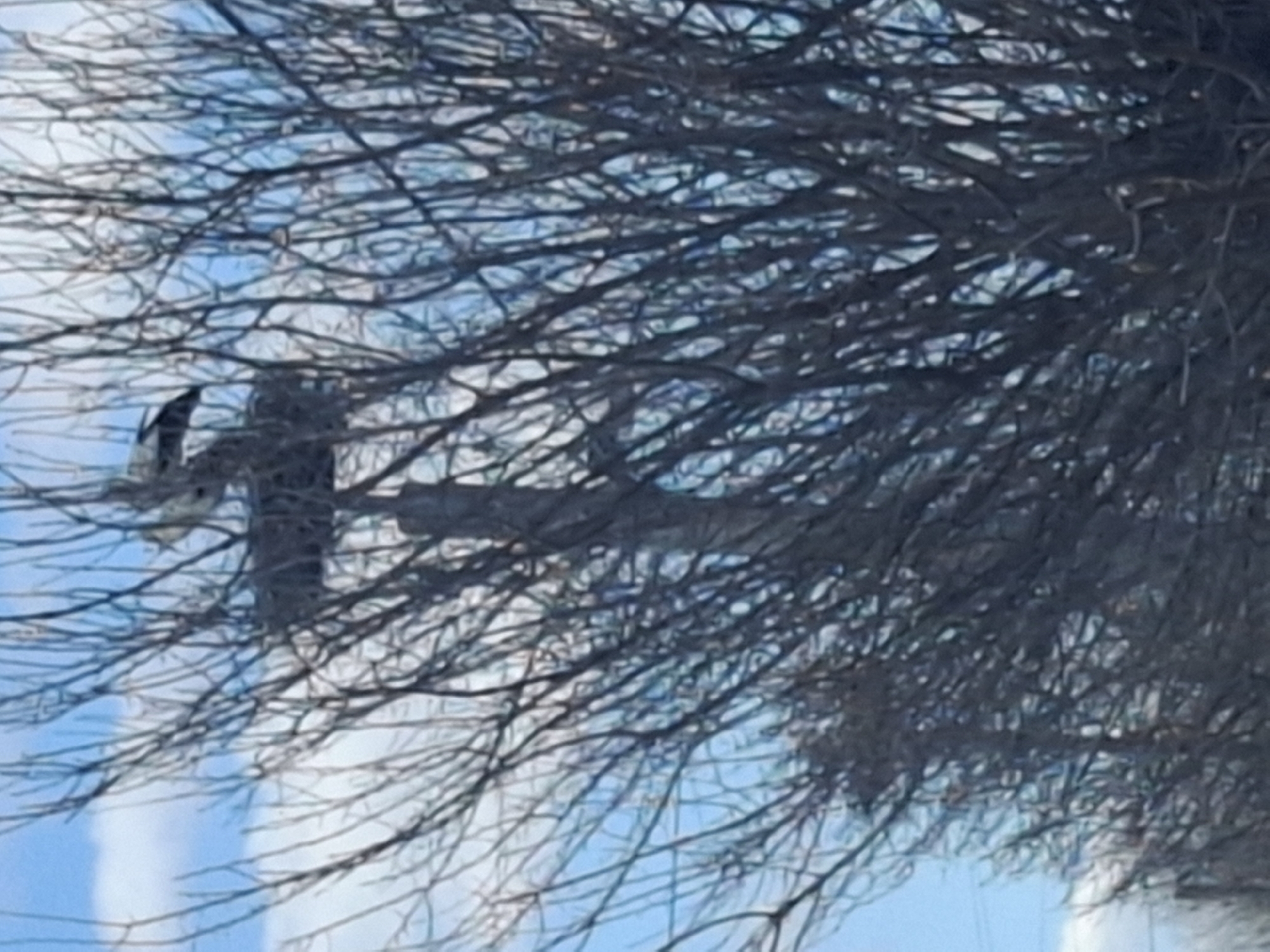 The image shows a propeller airplane passing over an area with bare tree branches in the foreground and a blue and white sky background. I cannot confirm the location as Tsar Simeonovo, Bulgaria.