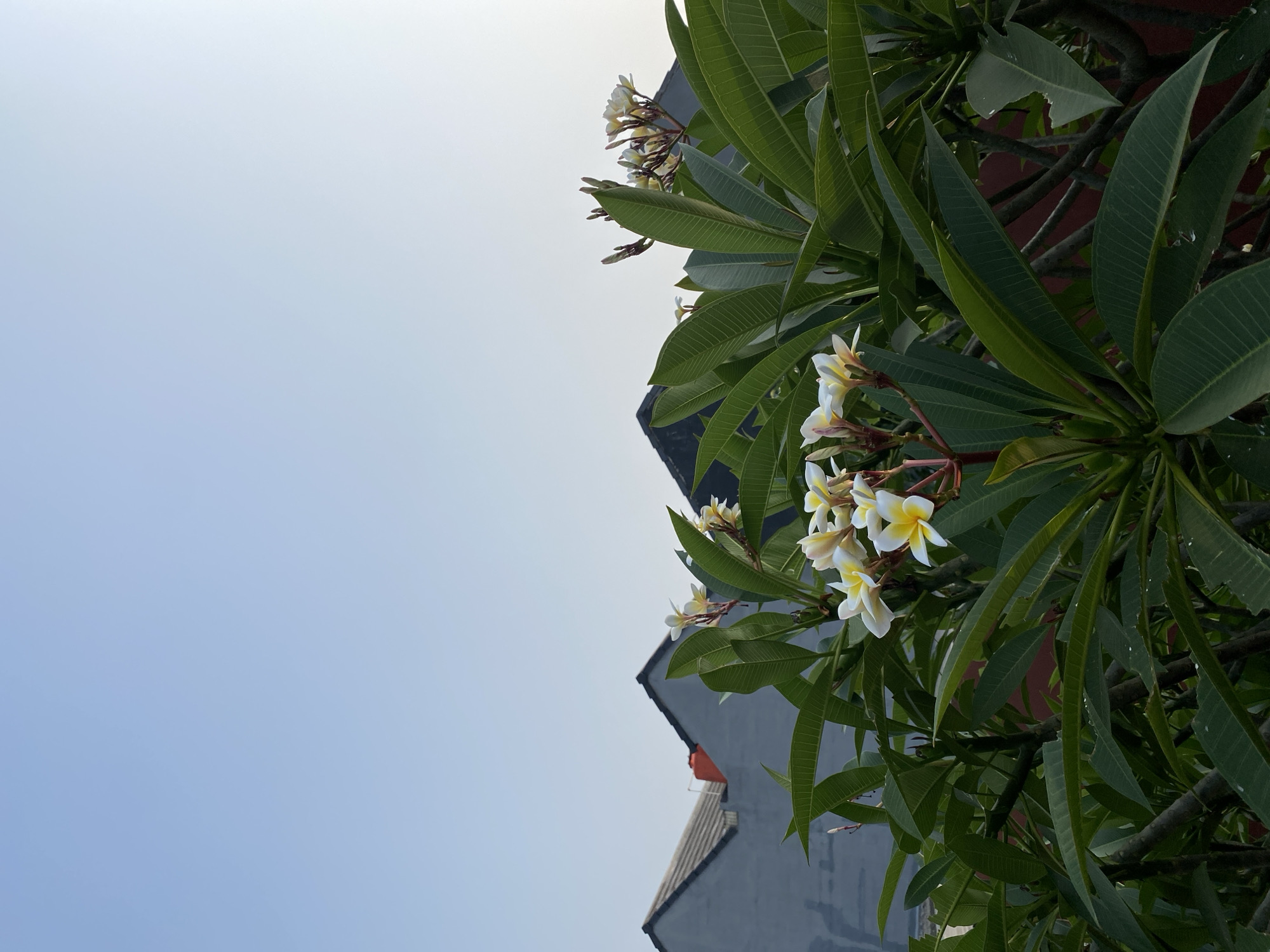 This is an outdoor, eye-level, medium shot photograph taken in Tangerang, Indonesia. The image features a cluster of white and yellow plumeria flowers in the foreground, their petals delicately tinged with yellow at the center. They are surrounded by lush green leaves, which create a sense of depth and texture. In the background, the distinct silhouettes of several residential roofs are visible against a clear, pale blue sky. The architecture of the houses suggests a suburban setting within the city. There are no people or animals present in the image. The lighting indicates it is likely morning or late afternoon, given the soft, even illumination.