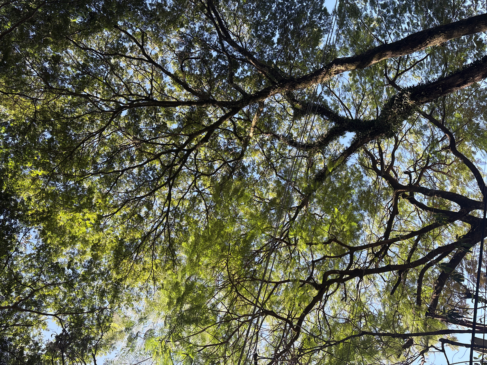 This is a low-angle, vertical shot looking up through the canopy of several large trees against a clear blue sky. The trees are densely foliated with bright green leaves, and their dark, intricate branches crisscross the frame. In the foreground and midground, the textured bark of the tree trunks is visible, some of which are covered in moss or epiphytic plants. There are some power lines visible in the lower part of the image, suggesting an urban or semi-urban environment. The sunlight filters through the leaves, creating a dappled effect and highlighting the vibrant green. The scene is serene and suggests a moment of calm within a city. This type of dense tree canopy is commonly found in areas of São Paulo, Brazil, such as the urban forests of Ibirapuera Park or the tree-lined avenues of neighborhoods like Jardins or Pinheiros, where mature trees are a significant feature of the landscape. No people are visible in the image.