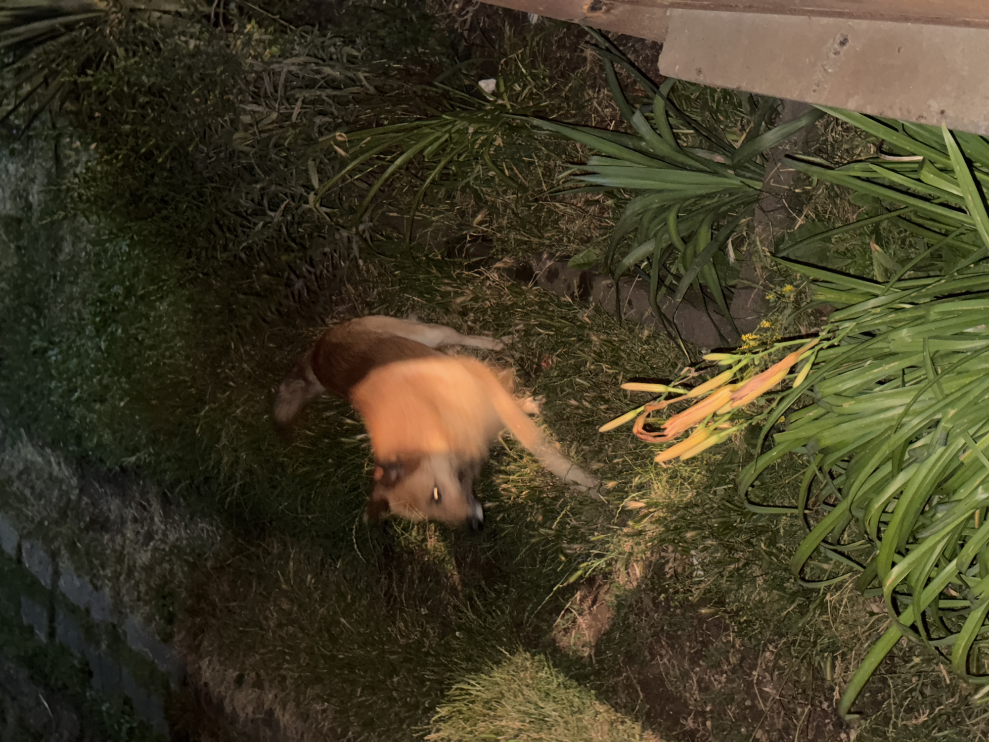 A tan and brown dog is walking on grass at night. The dog is blurred due to motion. There are green plants and some orange flowers in the foreground. The background is dark and grassy with some stone elements. The image does not provide any information about the city of Tandzia, Georgia.