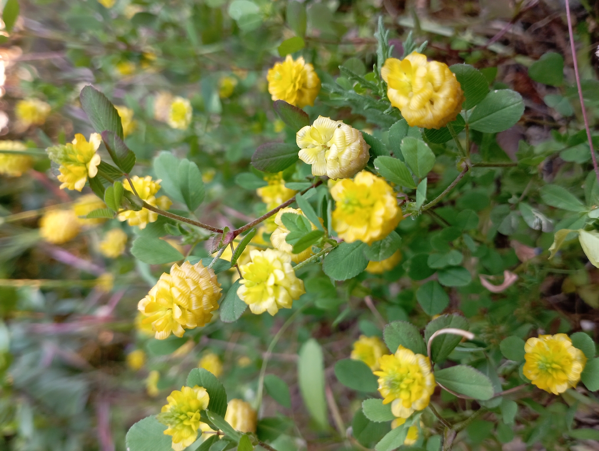 A close-up shot captures a cluster of yellow flowers amid green foliage. The flowers are small and densely packed, creating a rounded, pom-pom-like appearance. The leaves are trifoliate, a characteristic of clover or similar plants. The plants grow at a location in Dalaman, Turkey. The light suggests it is daytime.