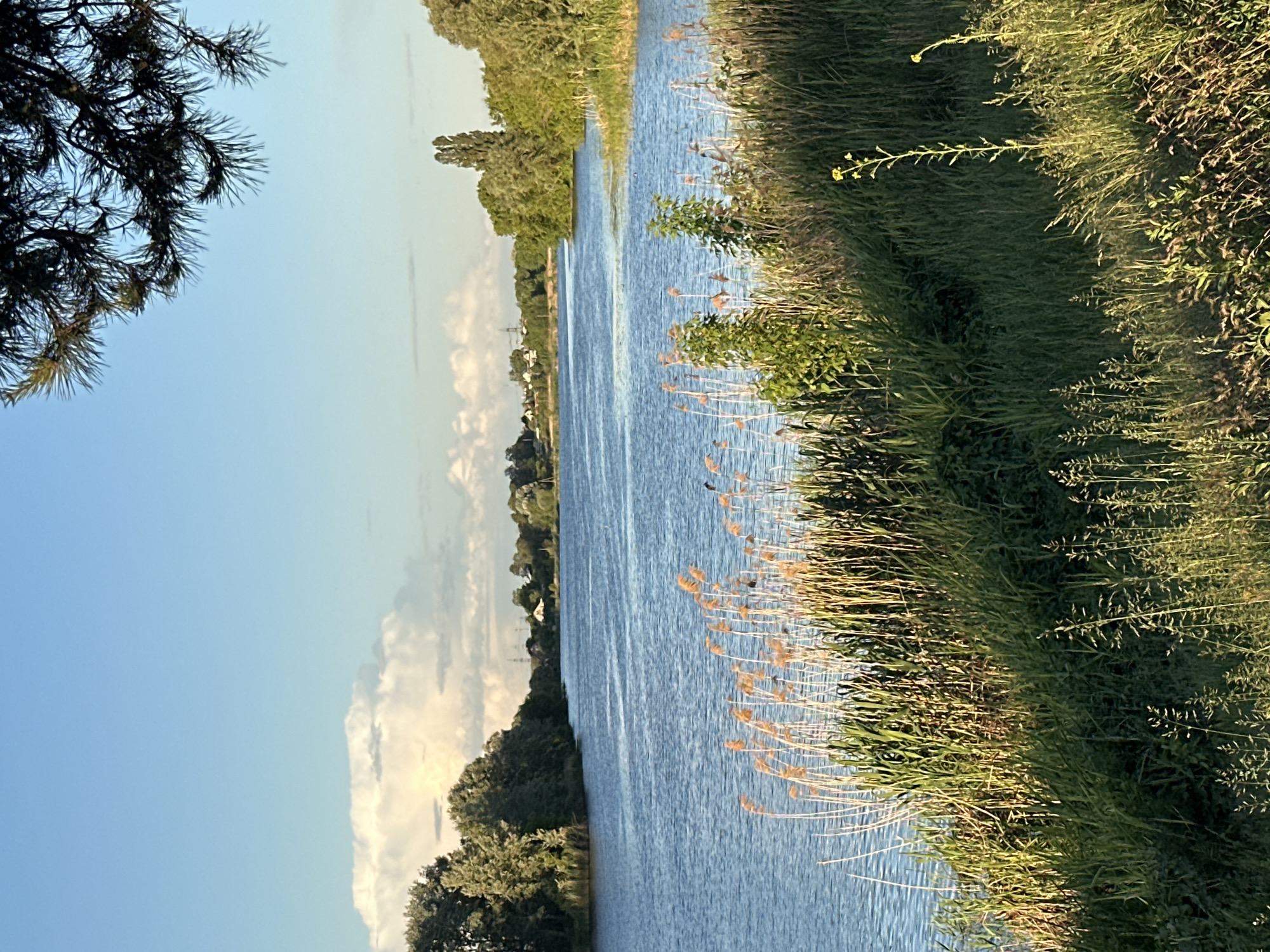 The image shows a body of water, likely a river or canal, with a grassy bank on one side. The water reflects the sky and some clouds, and there are trees and foliage visible along the far bank. The vegetation on the near bank is dense, consisting of grass and reeds. The sky is blue with some cloud cover. There is a tree branch in the foreground. The location and city are unknown.