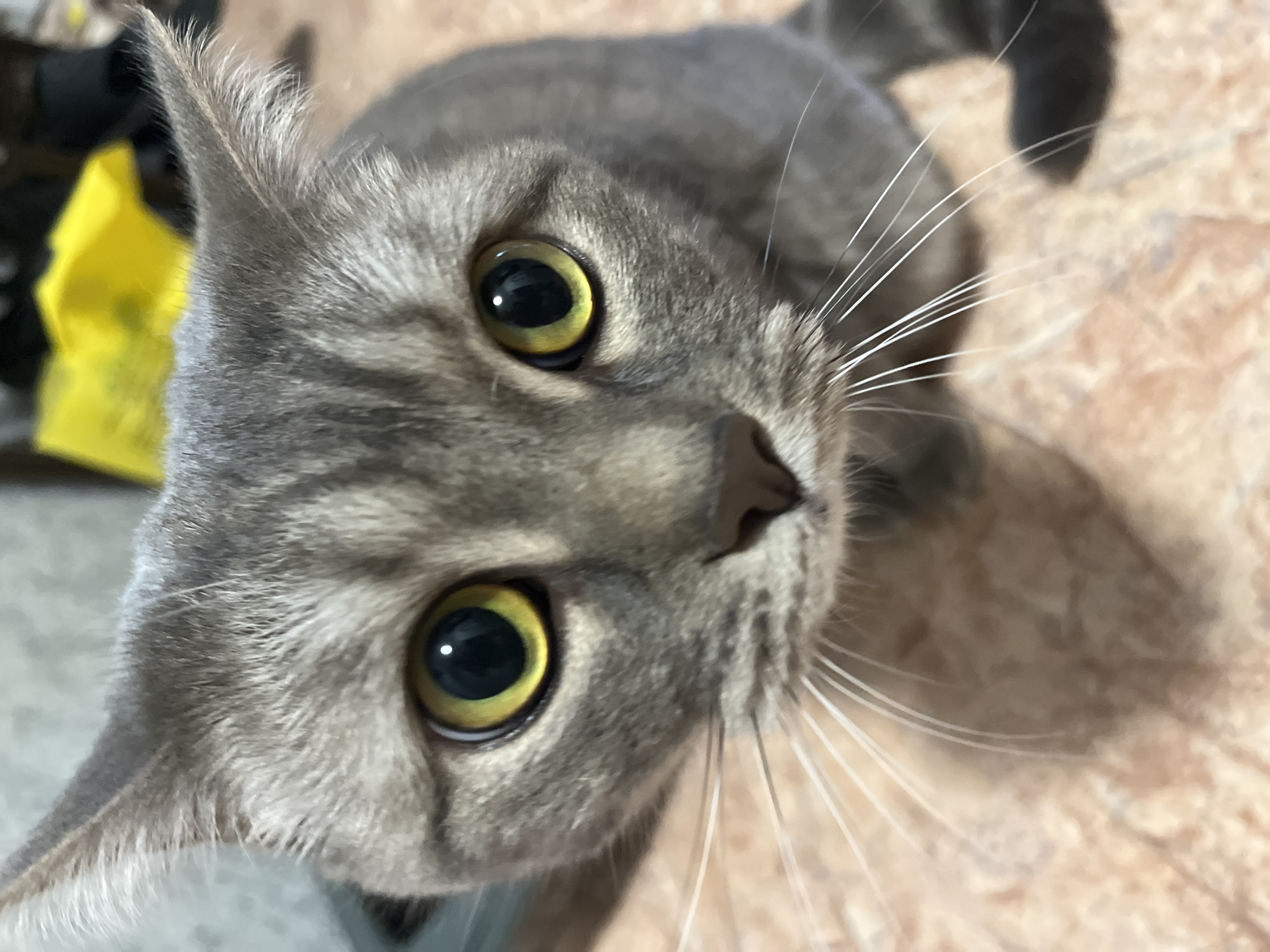 A close-up, eye-level shot shows a grey tabby cat's face, positioned in the center of the frame. The cat's large, yellow eyes with black pupils are the focal point, staring directly at the camera. Its ears are perked up, and its white whiskers are prominent against its grey fur. The cat is seated on a textured surface that appears to be a tiled floor, possibly in an indoor setting. In the background, a blurred yellow object and dark shapes suggest the presence of other items in the environment, but they are out of focus and do not distract from the main subject. The lighting is consistent with indoor ambient light.