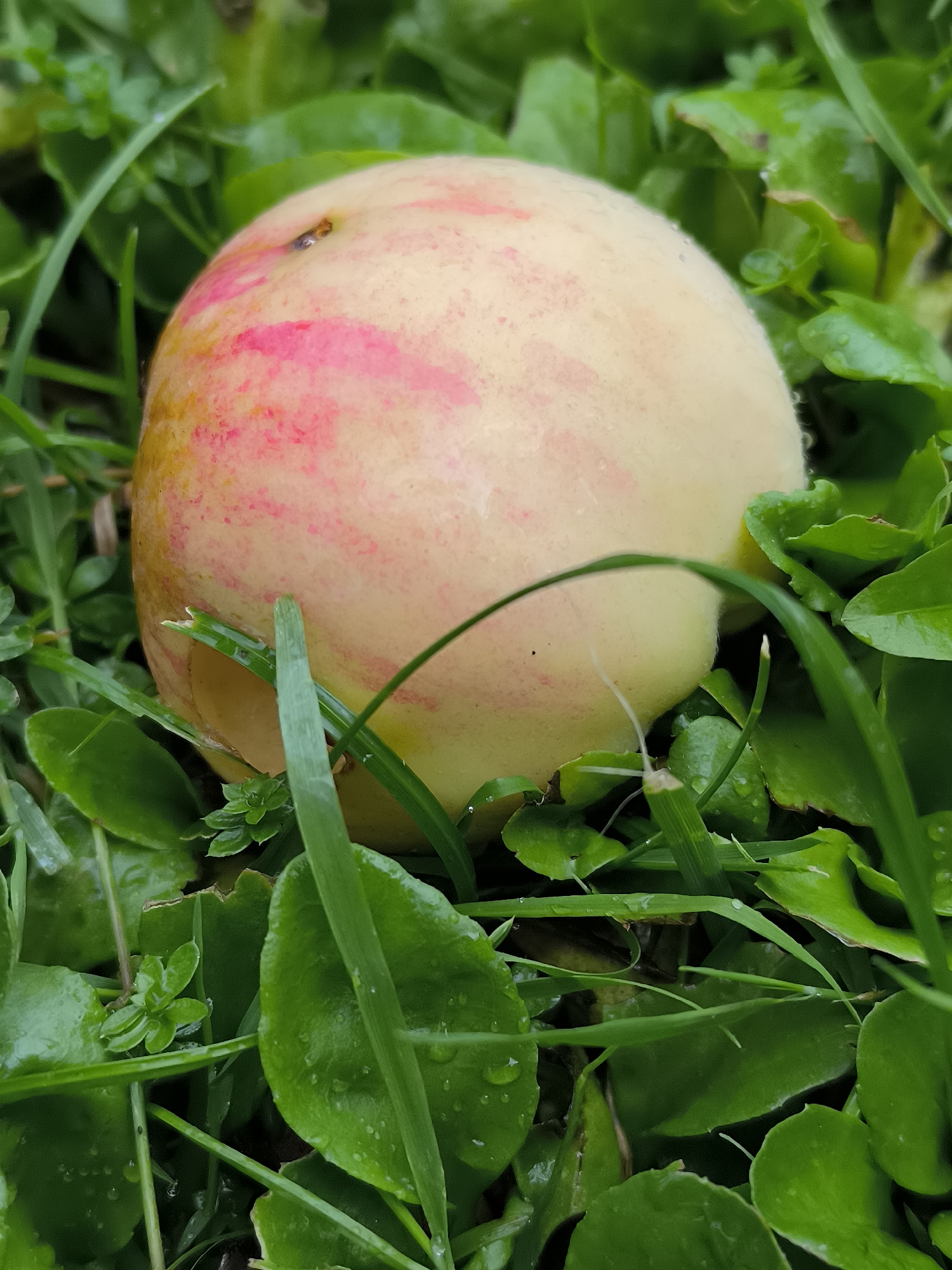 A close-up, ground-level view shows a single, ripe peach lying on its side amidst lush green grass and small, broad leaves. The peach is predominantly pale yellow with streaks of vibrant pink and red blush. Water droplets are visible on the grass and leaves, indicating recent rain or dew. The background is a blur of more greenery, suggesting an outdoor, natural setting. The image does not provide any identifiable landmarks or context that would allow for its specific location in Klaipėda, Lithuania, to be determined.