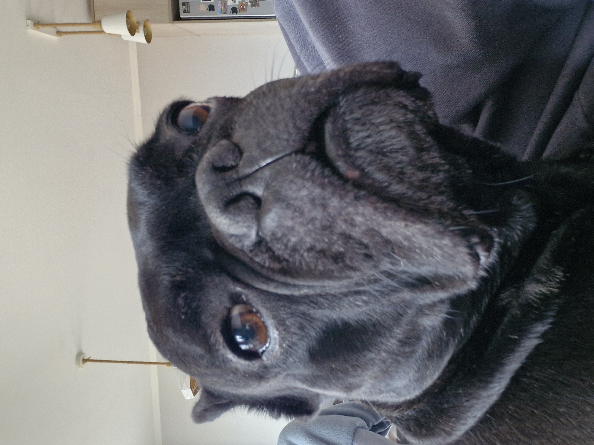 A close-up, slightly angled portrait of a black French Bulldog. The dog's face, particularly its wrinkled snout and dark eyes, are the primary focus. Part of a person's grey top is visible behind the dog. The background suggests an interior setting, with a light-colored wall and a shelf-like structure with cylindrical objects visible in the upper left corner. There is insufficient information to determine a location in Plovdiv, Bulgaria.