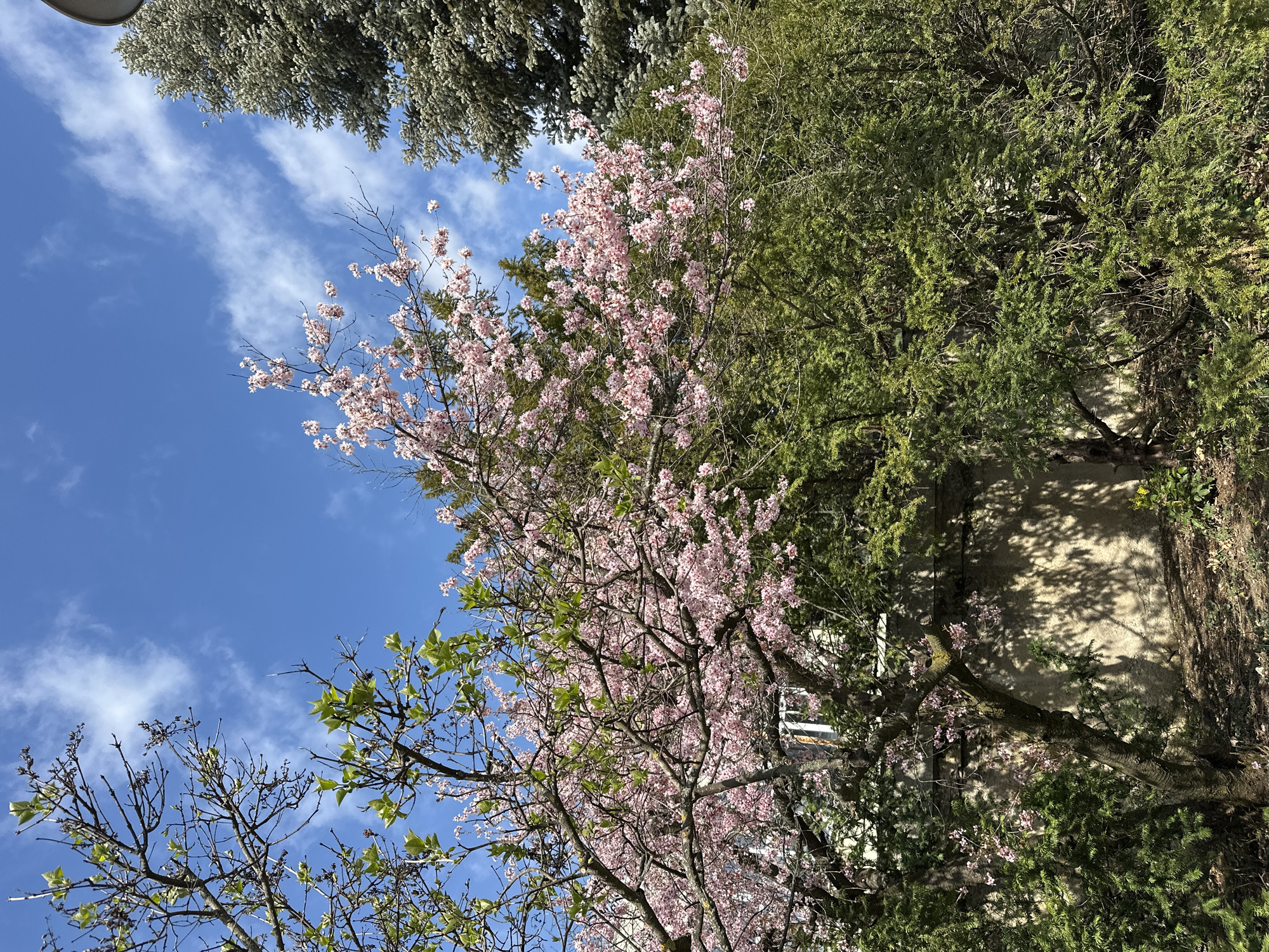 The image shows a view looking up into the branches of trees in Sofia, Bulgaria. Some trees have pink blossoms, while others have green foliage. The sky is blue with wispy clouds. A wall is visible behind the trees on the right side of the image. The trees appear to be growing in a park or garden setting. A light is visible at the top left of the image.