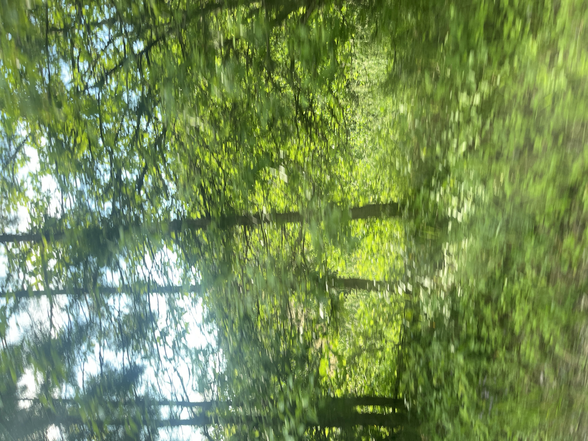 The image depicts a blurry, motion-filled view of a sun-dappled forest, suggesting movement through trees. Tall, slender tree trunks are visible, interspersed with a dense canopy of bright green leaves. Sunlight filters through the foliage, creating dappled light and shadow effects. The ground is covered in greenery, likely undergrowth and grass, which is also blurred due to the motion. The overall impression is that of a quick passage through a natural, wooded area. There are no people or specific objects identifiable due to the motion blur. The scene appears to be an outdoor environment. The location in Startsevo, Bulgaria, is noted in the prompt but not visually discernible from the image itself.