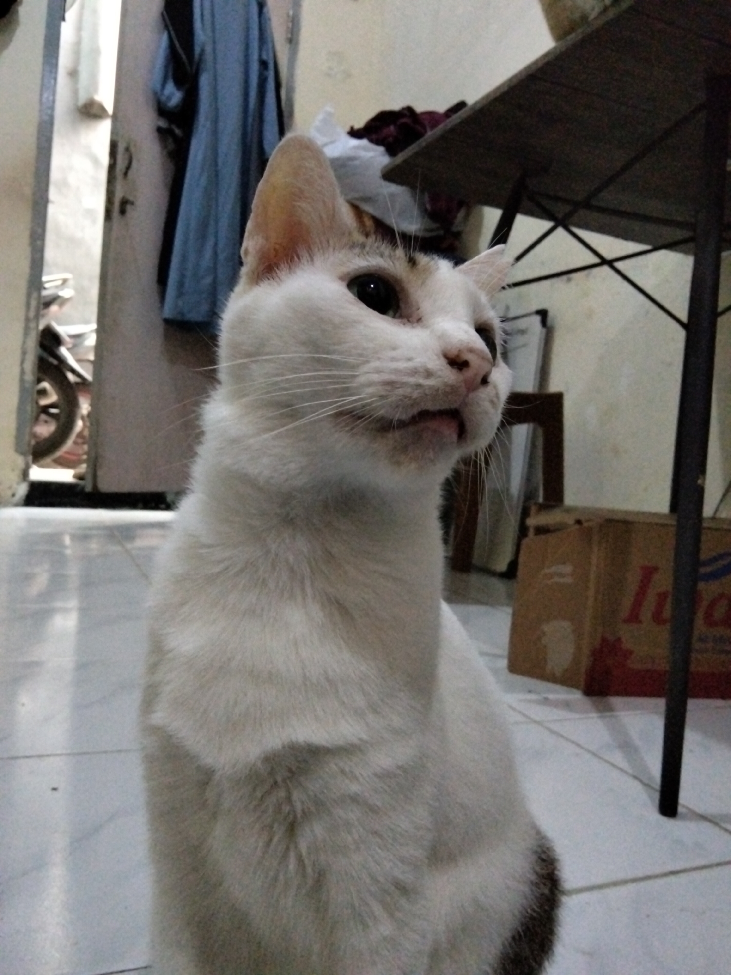 A white cat with some brown markings sits on a tiled floor. The cat is facing left, with its head turned towards the viewer. In the background, a metal table with a dark wood top is visible. To the left of the cat, a doorway is open, revealing a hallway with a motorcycle parked inside. Clothing hangs on a rack in the hallway. A cardboard box with a red logo is on the floor to the right of the cat. The scene appears to be indoors, possibly in a residential or commercial setting in East Jakarta, Indonesia.