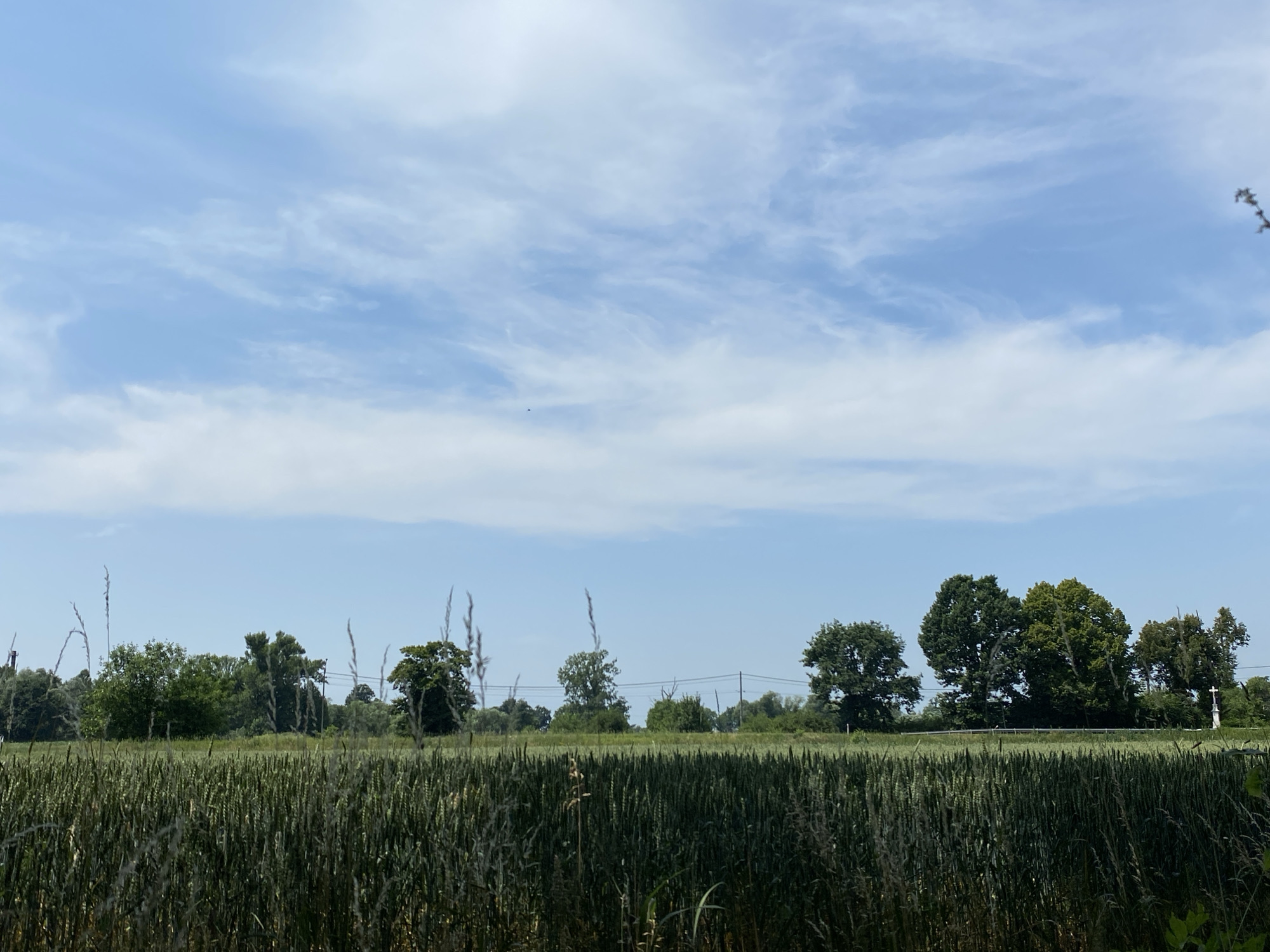 The image shows a bright, overcast day with a vast expanse of blue sky dotted with wispy white clouds. Below the sky, a horizon line is formed by a dense line of trees and vegetation. In the foreground, a field of green wheat or barley extends across the lower half of the frame, with tall stalks of dried grass interspersed throughout. The scene appears to be a rural landscape, possibly in the vicinity of Kaniów, Poland, given the context. There are no people or animals visible in the image. The overall impression is one of serene, natural beauty, with a focus on the agricultural and arboreal elements of the landscape. A small white cross on a pedestal is visible on the far right of the image, suggesting a religious or historical landmark.