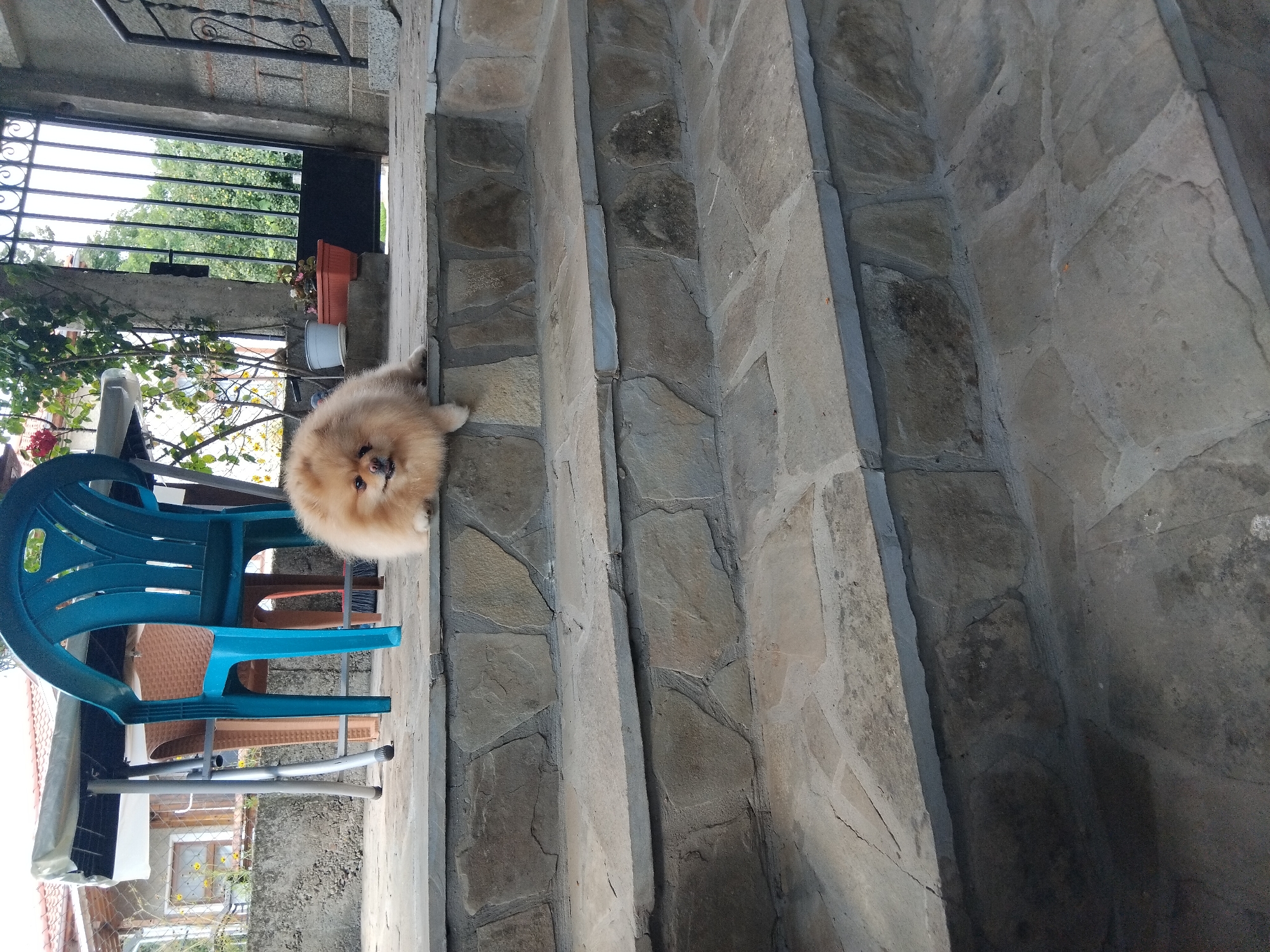 A fluffy, light brown Pomeranian dog is sitting on the top step of a stone staircase. The dog is facing the camera with its head tilted slightly. In the background, there is a table with chairs, a metal gate, and some greenery. The scene appears to be outdoors, possibly in a residential area or courtyard. The image was taken in Apriltsi, Bulgaria.