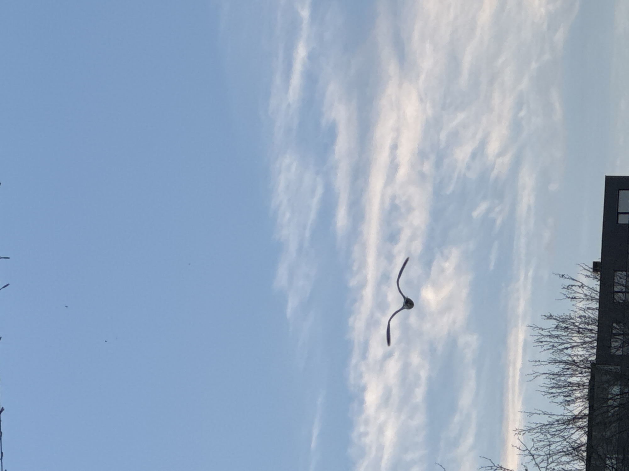 The image depicts a bird in flight against a sky with scattered cirrus clouds. The sky is predominantly blue. A building and bare tree branches are visible on the right side of the image. While it's impossible to definitively confirm the location in Burgas, Bulgaria without additional context, the presence of an urban building and a light blue sky suggest a location within the city limits, possibly near a park or open area where birds are common.