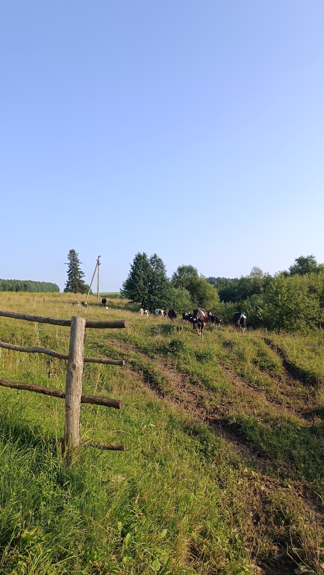 A herd of black and white cows grazes on a grassy hillside under a clear blue sky. A rustic wooden fence runs along the left foreground, with tall grass growing around it. In the middle ground, a single utility pole stands tall, with several trees and dense foliage forming the background. The cows are scattered across the hillside, some grazing, others walking. The overall scene depicts a tranquil rural landscape. It is not possible to determine the location within the city of Karsha, Russia from the provided image.